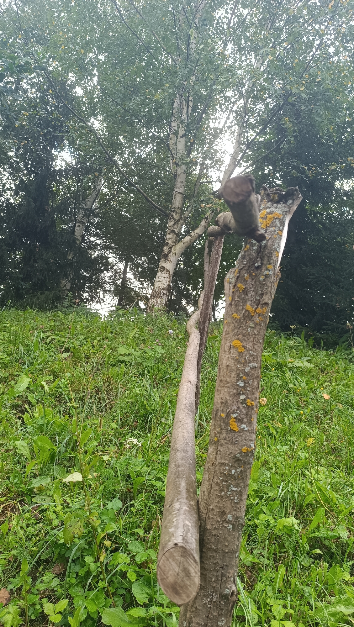 The image depicts a close-up view of a rustic wooden fence post and rail in an outdoor setting. The fence post, in the foreground on the right, is rough-barked and partially covered with patches of yellow and gray lichen. A rounded wooden rail is attached to it, running horizontally and extending out of frame to the left. The rail is weathered and appears to be made from a single piece of wood.
Behind the fence, a sloping grassy hill is covered in lush green vegetation, including various types of grasses and broad-leaved plants. Some small wildflowers are visible amongst the greenery. In the background, several trees are present. The most prominent are two birch trees with their characteristic white, papery bark, their branches laden with green leaves. To the left, a dark green evergreen tree provides a contrasting backdrop. The overall environment suggests a rural or semi-rural location.
There are no people or animals visible in the image. The lighting is soft, indicating an overcast or diffused light condition.
The image does not contain any information that would allow for its location to be identified as Karsha, Russia.