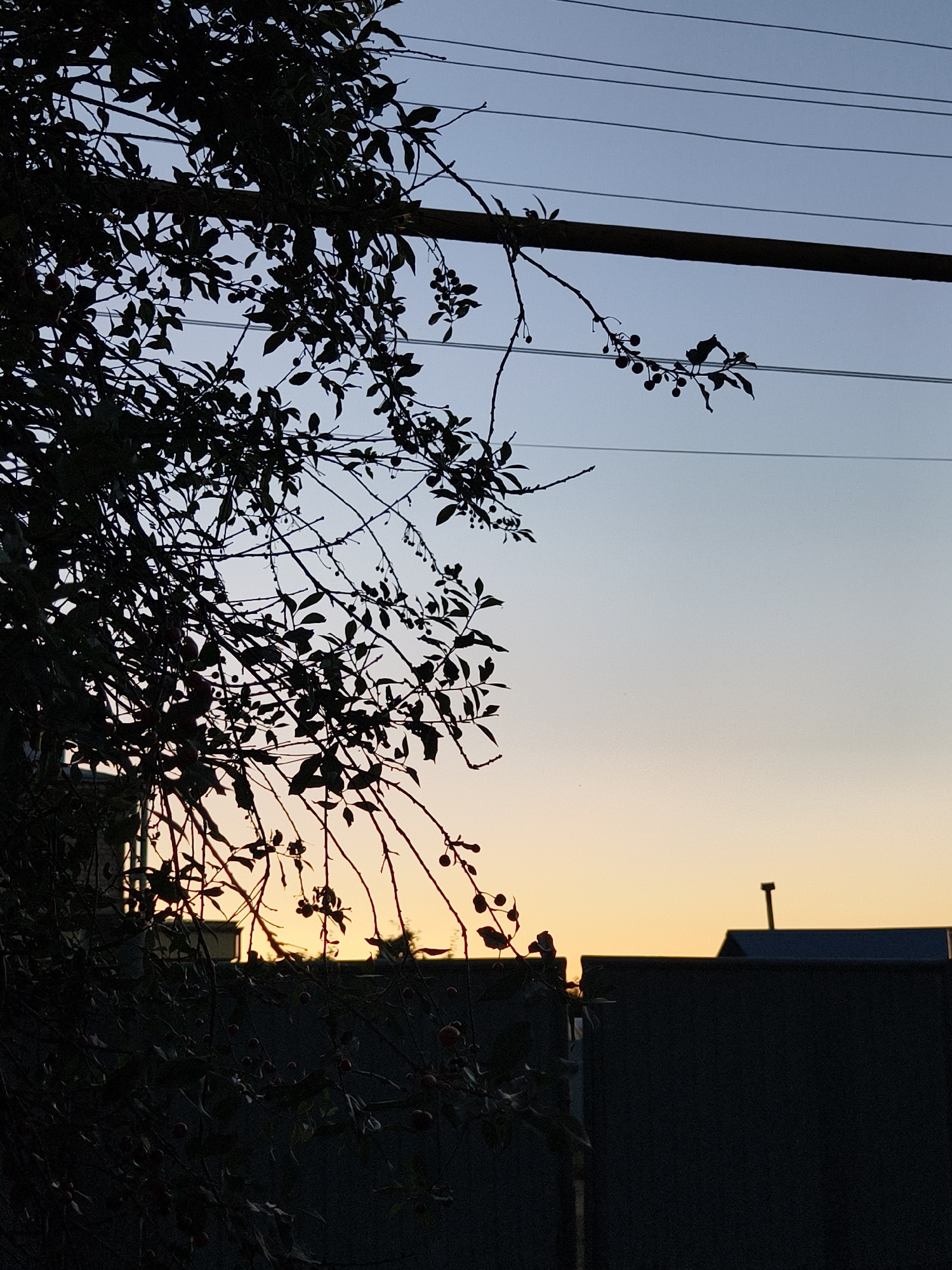A silhouette of a tree with small berries branches across the left side of the frame, against a pale blue sky that transitions to a soft yellow at the horizon. A dark, solid wall runs horizontally across the lower portion of the image, with a hint of a building and a small structure on top visible behind it. Overhead, power lines are strung parallel to each other, also silhouetted against the sky. The image appears to have been taken in Семилетка, Russia, likely at dusk or dawn. There are no people or animals visible in the scene.