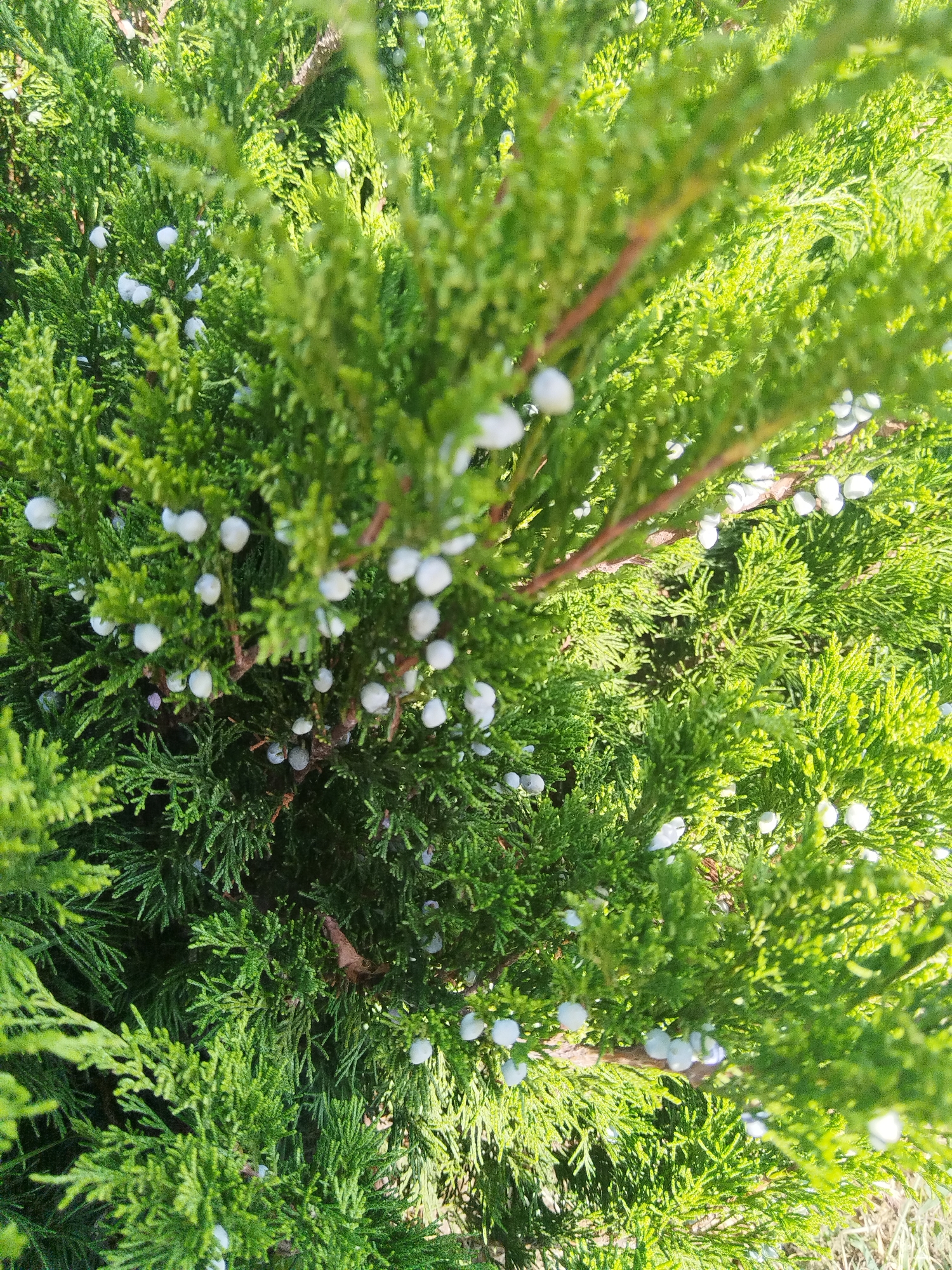 A close-up, top-down view of a green coniferous shrub with small, white, berry-like cones. The branches are densely packed, and the lighting suggests an outdoor setting, likely in Brest, Belarus, with sunlight filtering through the foliage. There are no people or visible structures in the frame.
