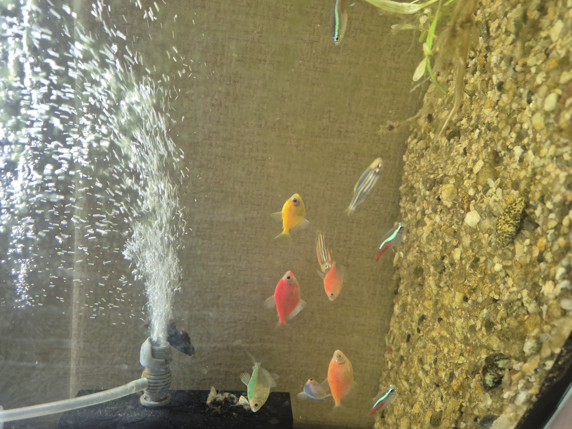 The image shows an aquarium with multiple fish of various colors, including red, orange, yellow, green, and silver with stripes. An air pump with a clear tube is visible on the lower left, creating bubbles in the water. The bottom of the tank is covered with gravel, and there is some vegetation visible on the right side. The background is a blurry tan color. The location in Chaikovsky, Russia, is unknown.