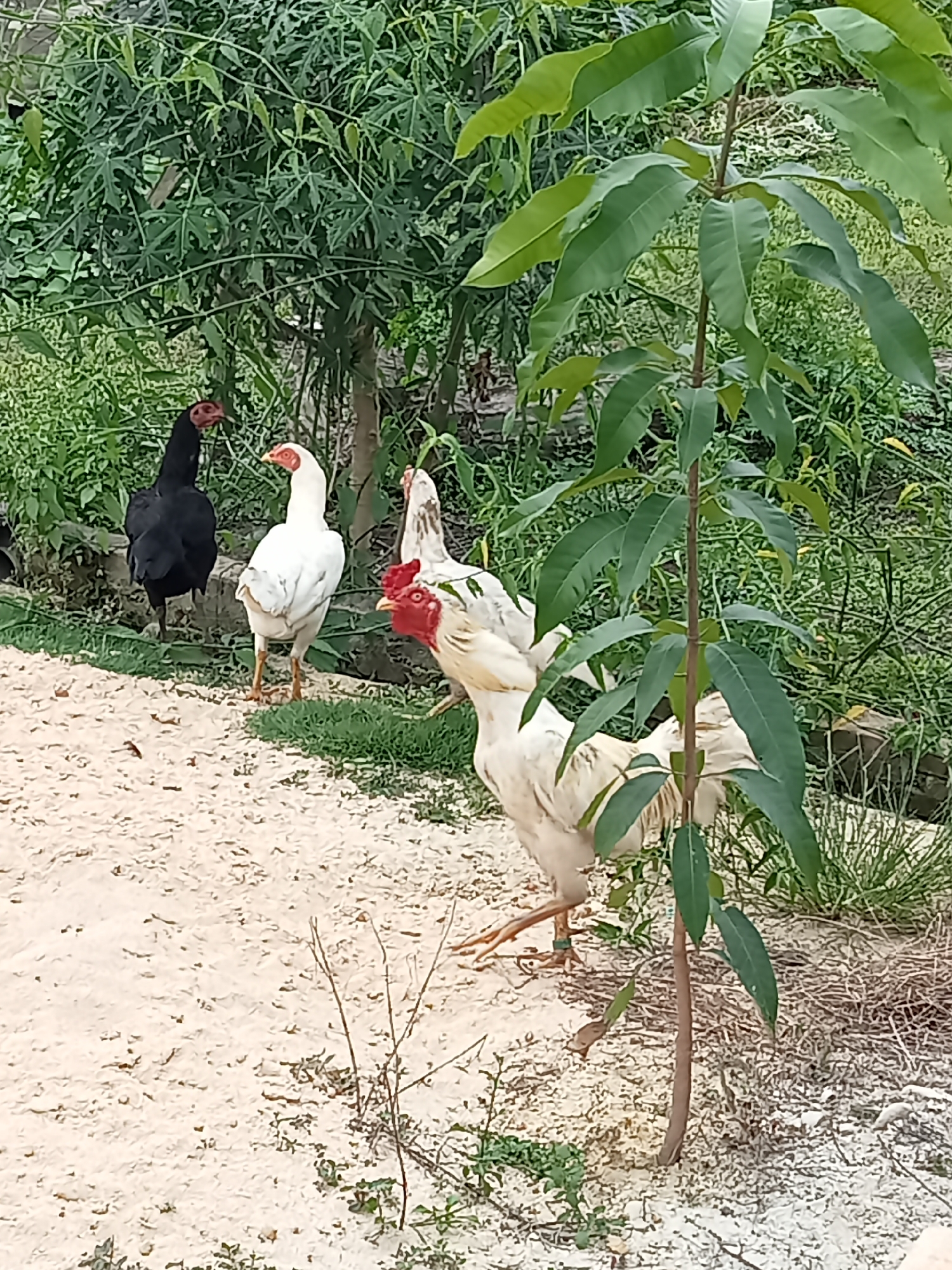 Four chickens are in an outdoor, unpaved area with lush green foliage and trees in the background. In the foreground, a white rooster with a red comb is walking. To its left, another white chicken stands facing away from the camera. Further to the left, a black chicken stands facing the right. A third white chicken is partially visible behind the white rooster. The ground is covered in light-colored dirt and small stones. The environment suggests a rural or semi-rural setting. There is no indication of the specific location within Melayu Besar Kota, Indonesia.