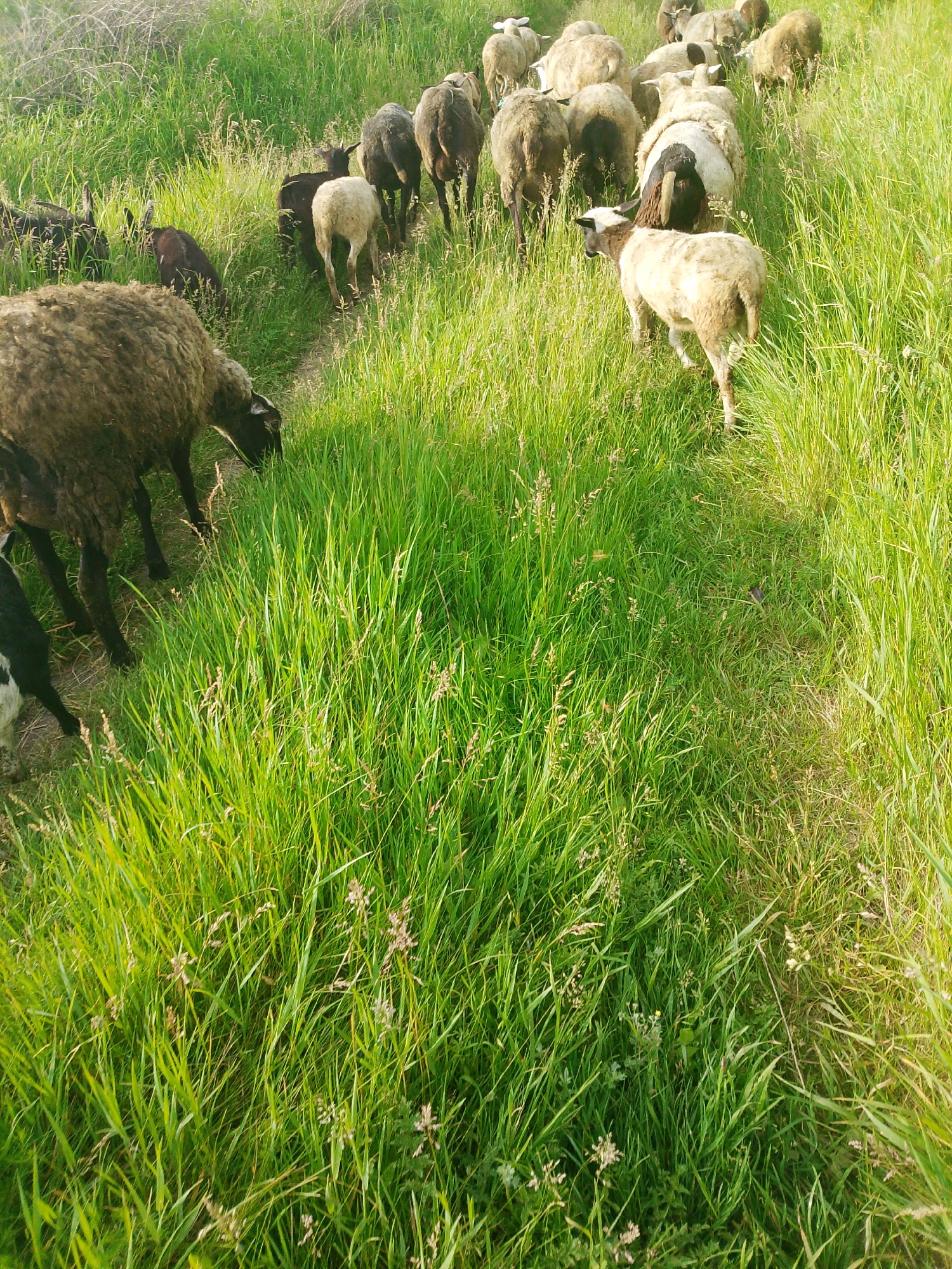 A herd of sheep and possibly some goats are depicted moving through a vibrant green, grassy field under bright daylight. The image is taken from a slightly elevated perspective, looking down a narrow, worn dirt path that cuts through the tall grass.
In the foreground to the left, a large, shaggy brown sheep with a dark face is seen grazing on the abundant green grass. Behind it and further into the field, a diverse group of animals follows the path. This group includes sheep with dark wool, some with lighter, off-white wool, and others with a patchy black and white appearance. One prominent light-colored sheep with a dark head mark is visible walking away from the viewer in the middle ground, its back to the camera. Many of the animals are walking in single file or small clusters along the path, suggesting a migratory movement or a routine pasture walk.
The setting is an open, natural environment, likely a rural pasture or untamed field. The grass is lush and green, with some lighter brown dried stalks intermingled, indicating natural growth. The sunlight illuminates the scene from the right, highlighting the textures of the grass and the animals' wool. No human figures or artificial structures are visible, emphasizing the natural and pastoral theme. There is no visible text in the image.