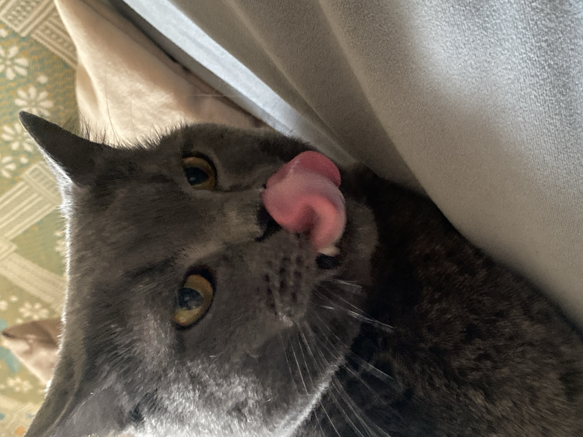 A gray cat with yellow eyes is shown licking its nose with a pink tongue. The cat appears to be lying down, with gray or beige fabric above and to the right of it. Part of a patterned surface is visible to the left of the cat. There is no evidence this image was taken in Votkinsk, Russia.