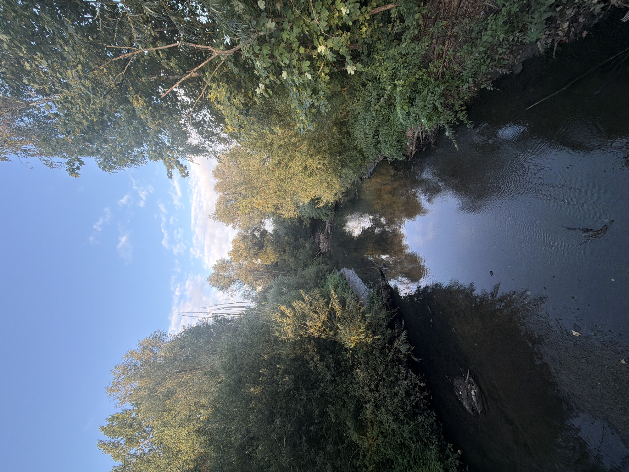 The image depicts a natural scene along a slow-moving river in Schifflange, Luxembourg. The river, with its dark, murky water, flows from the distance towards the viewer. Along both banks, dense, green foliage and trees dominate the landscape, casting reflections on the water's surface. The sky above is a clear blue, punctuated by a few scattered white clouds. The overall impression is one of a serene, undeveloped natural area within the urban environment of Schifflange. There are no people or discernible man-made structures visible in the image.