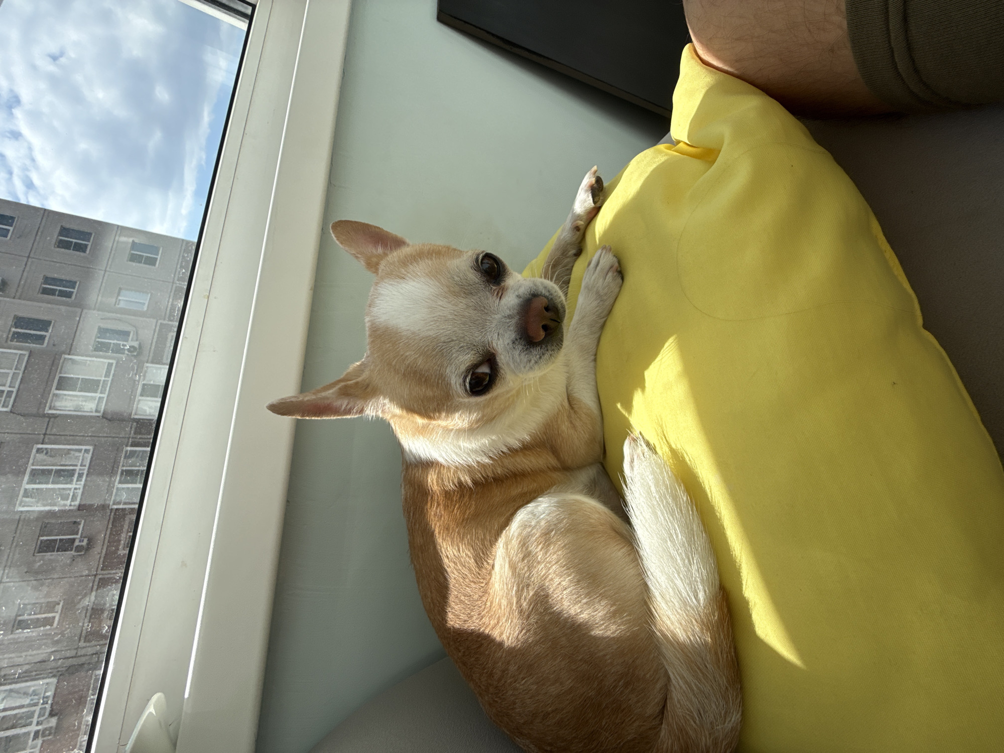 A tan and white Chihuahua dog is resting on a bright yellow pillow. The dog's body is curled, with its tail extending near the center of the pillow. One paw is extended towards the top of the pillow. The dog is looking at the camera. The background includes a window with a view of a building across the street. A leg with khaki shorts is visible in the upper right corner. A black object is situated above the pillow. The location is likely Rostov-on-Don, Russia based on the architecture of the building visible through the window.