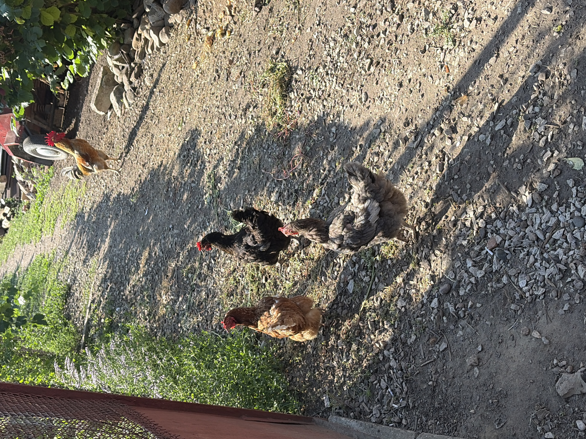Four chickens, one rooster and three hens, are on a gravel path in a rural setting. The rooster, a mottled brown and gold, stands further up the path, near a red agricultural vehicle. Three hens are closer to the foreground. One is a solid brown, another is black, and the third is mottled gray and black. They are positioned on a path that runs past a chain-link fence on the left and dense green foliage on the right. The ground is covered with small stones and dirt, with shadows cast by unseen trees. The scene is illuminated by bright sunlight. It is highly probable that this image was taken in the vicinity of Dolni Dabnik, Bulgaria, given the rural nature of the landscape and the presence of agricultural elements.
