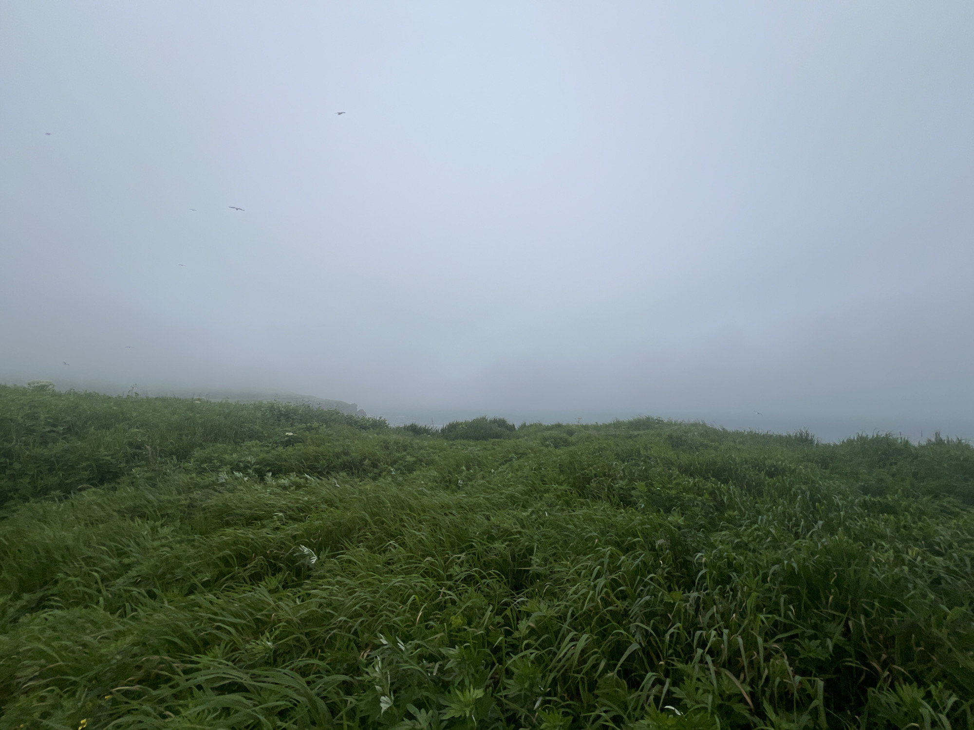 The image depicts a foggy coastal landscape with dense green vegetation, likely grass and other low-lying plants, covering rolling hills. Several birds are visible in the pale, overcast sky, appearing as small silhouettes. The horizon is obscured by thick fog, with a faint indication of water and landmasses in the distance. The overall impression is one of a remote, natural environment under subdued weather conditions. This scene is located in Tikhoe, Russia.