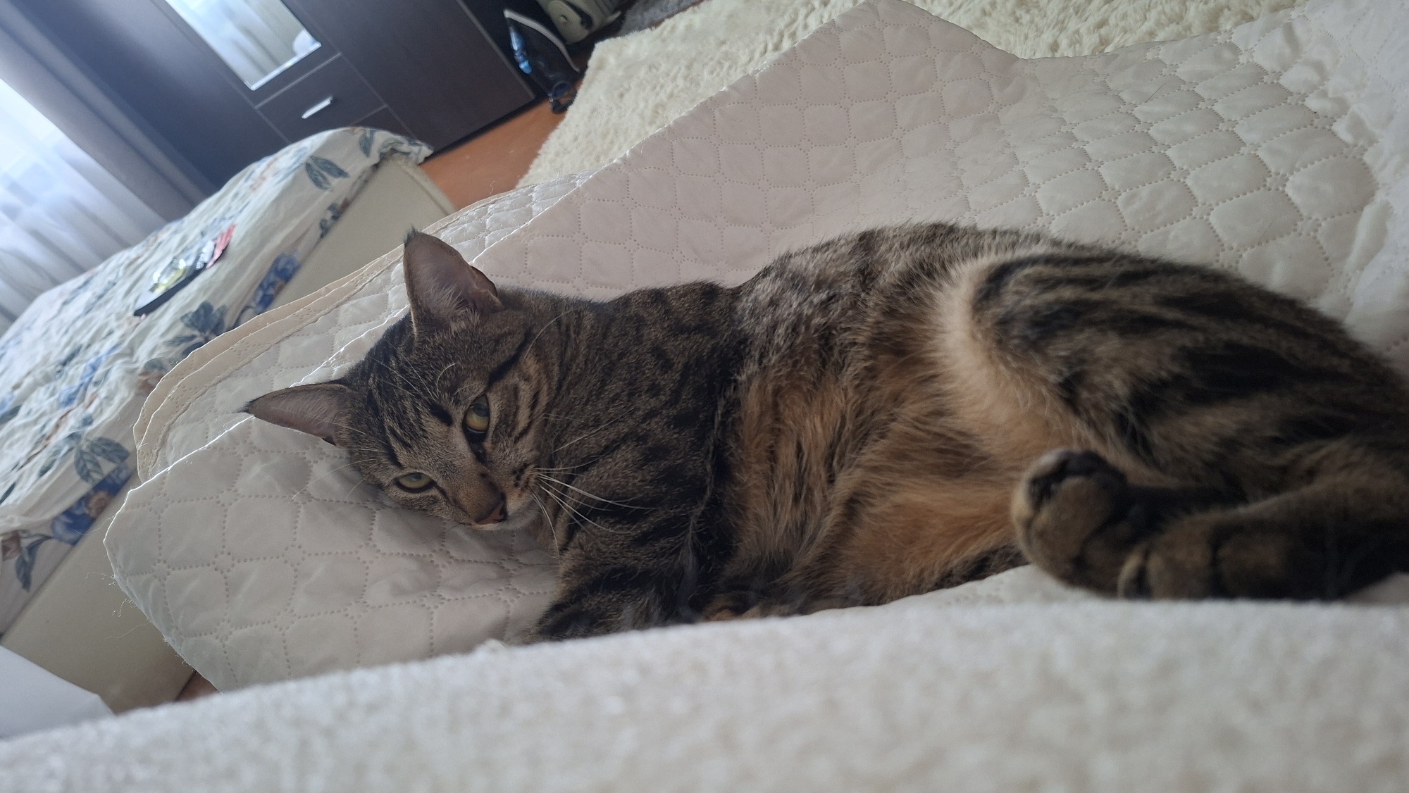 A tabby cat is lying on its back on a white quilted blanket, with its paws curled upwards. The cat has green eyes and is looking to the left. Behind the cat, a bed with a floral patterned duvet is visible. The scene appears to be indoors, in a bedroom, and is likely located in the city of Myadzyel, Belarus, based on the user's request.