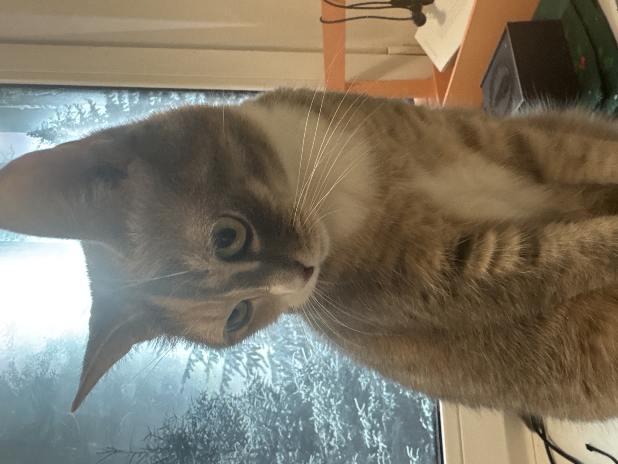A close-up, angled shot features a cat with gray and brown tabby markings. The cat is positioned in front of a window, which displays a snowy, wintery scene, possibly of trees covered in frost. The environment suggests an indoor setting, with elements of a desk or shelving unit visible in the background. These include a black speaker and some papers. The image does not offer any information to confirm it was taken in Murino, Russia.