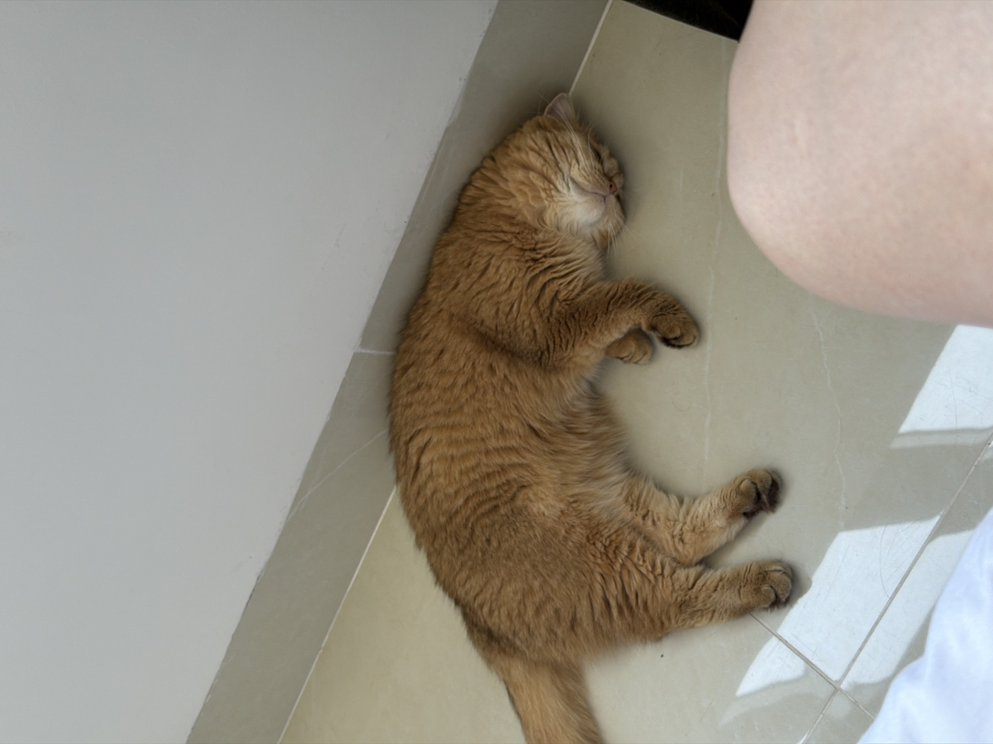 A light brown cat lies sleeping on a tiled floor next to a white wall, in a sunlit area. An arm and part of a white garment are visible on the right side of the frame. No location information is available.