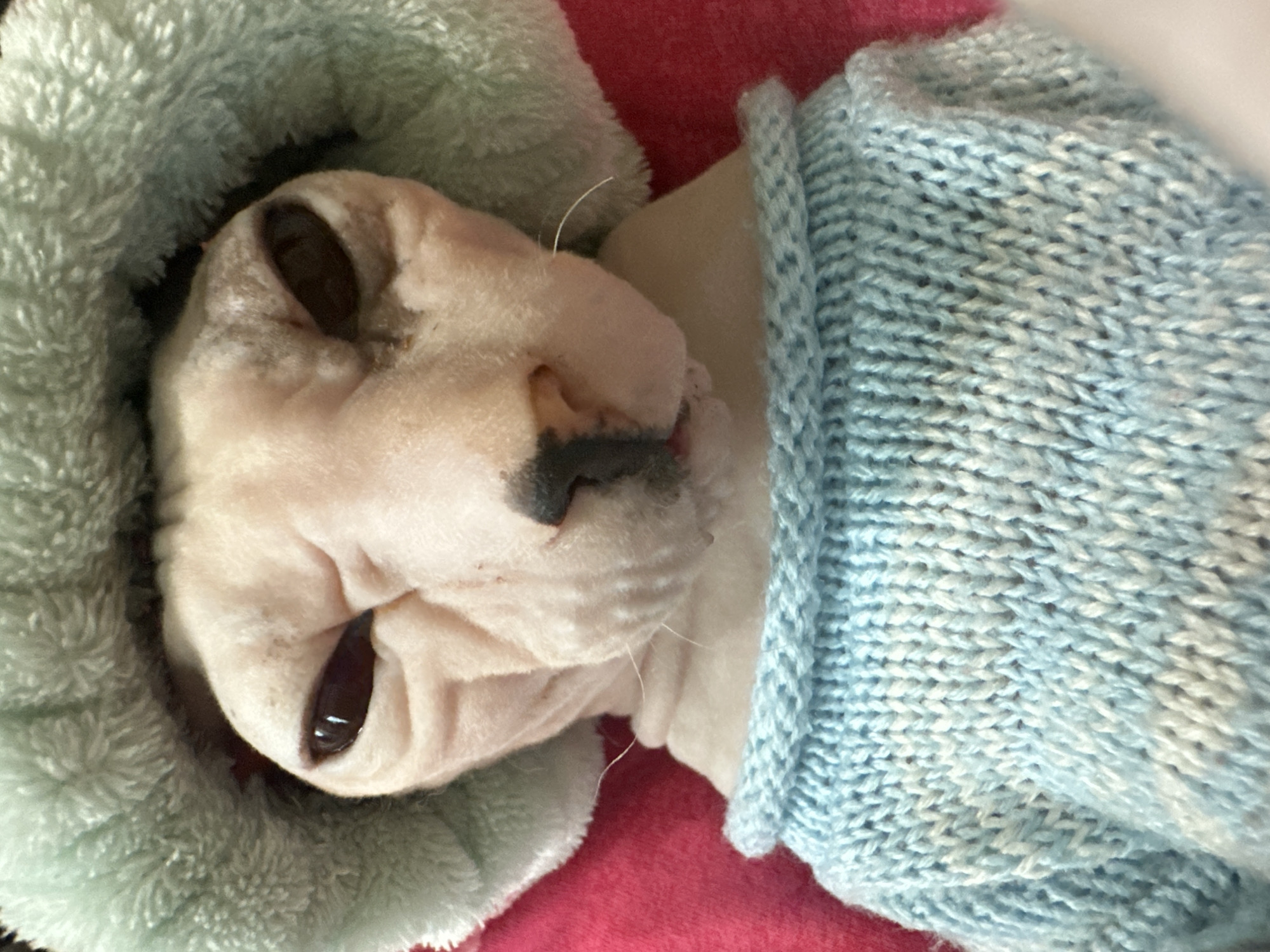 A close-up, head-on, medium shot shows a Sphynx cat wearing a light blue, knitted sweater and a fuzzy, light green hooded garment. The cat's skin is a pale pink, and its large, dark eyes are narrowed. The cat's nose is black, and its mouth is slightly open. The background is a blurred pink fabric. The image appears to have been taken indoors. There is no information available to determine the location in the city of Togliatti, Russia.