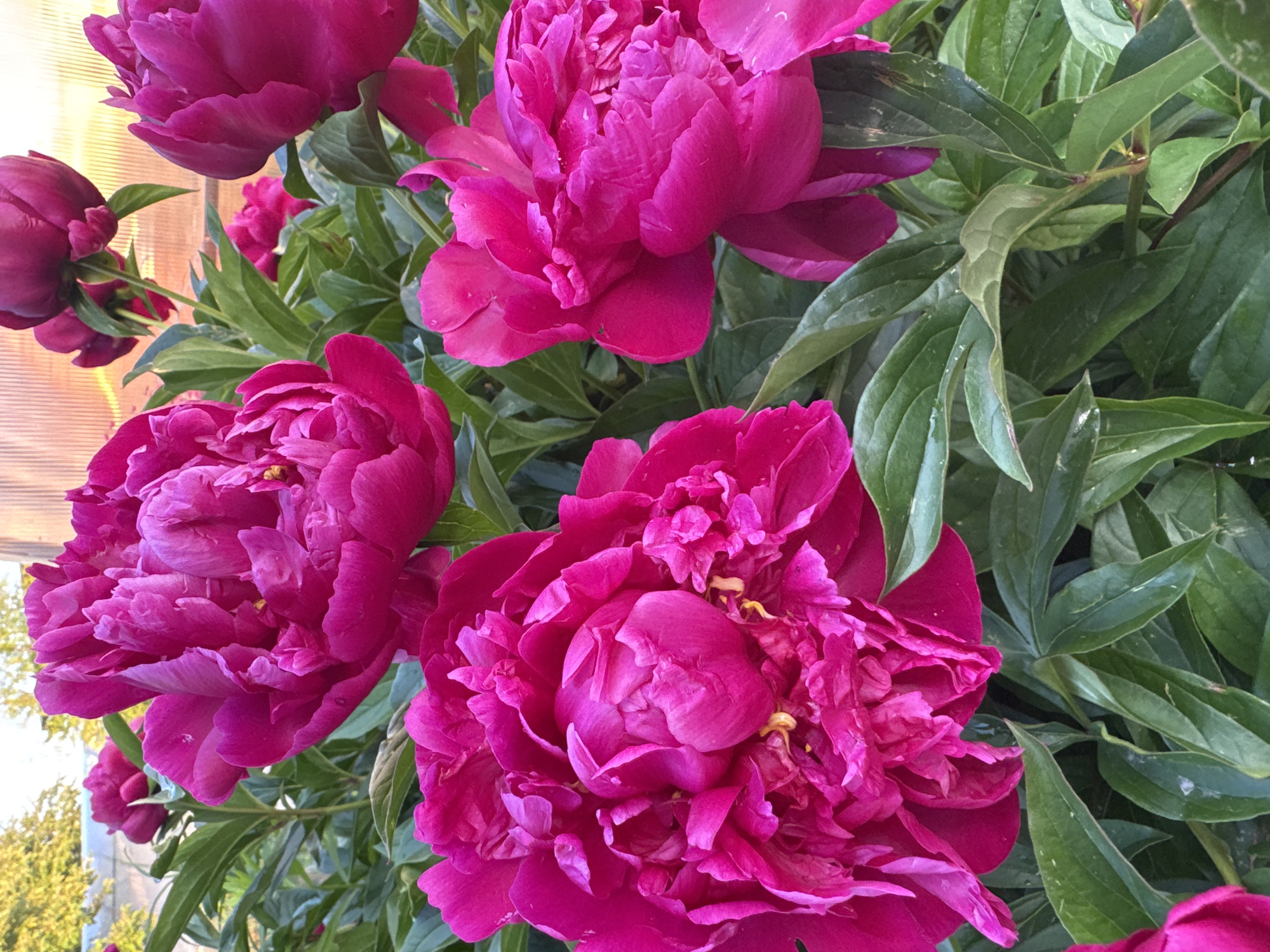 The image is a close-up, outdoor photograph of several vibrant pink peonies in bloom. The flowers are in various stages of opening, with some fully bloomed and others still partially closed. The petals are layered and ruffled, creating a rich texture. Lush green leaves surround the flowers, providing a contrasting backdrop. In the upper background, a structure with a translucent, possibly plastic, roof is visible, suggesting a greenhouse or similar enclosure. The lighting indicates it is daytime. There are no people or animals present in the image.
The city of Mayak, Russia is mentioned, however, there are no visual cues within the image that would allow for a definitive identification of this specific location. The scene depicted is a garden or a cultivated area with blooming peony flowers.