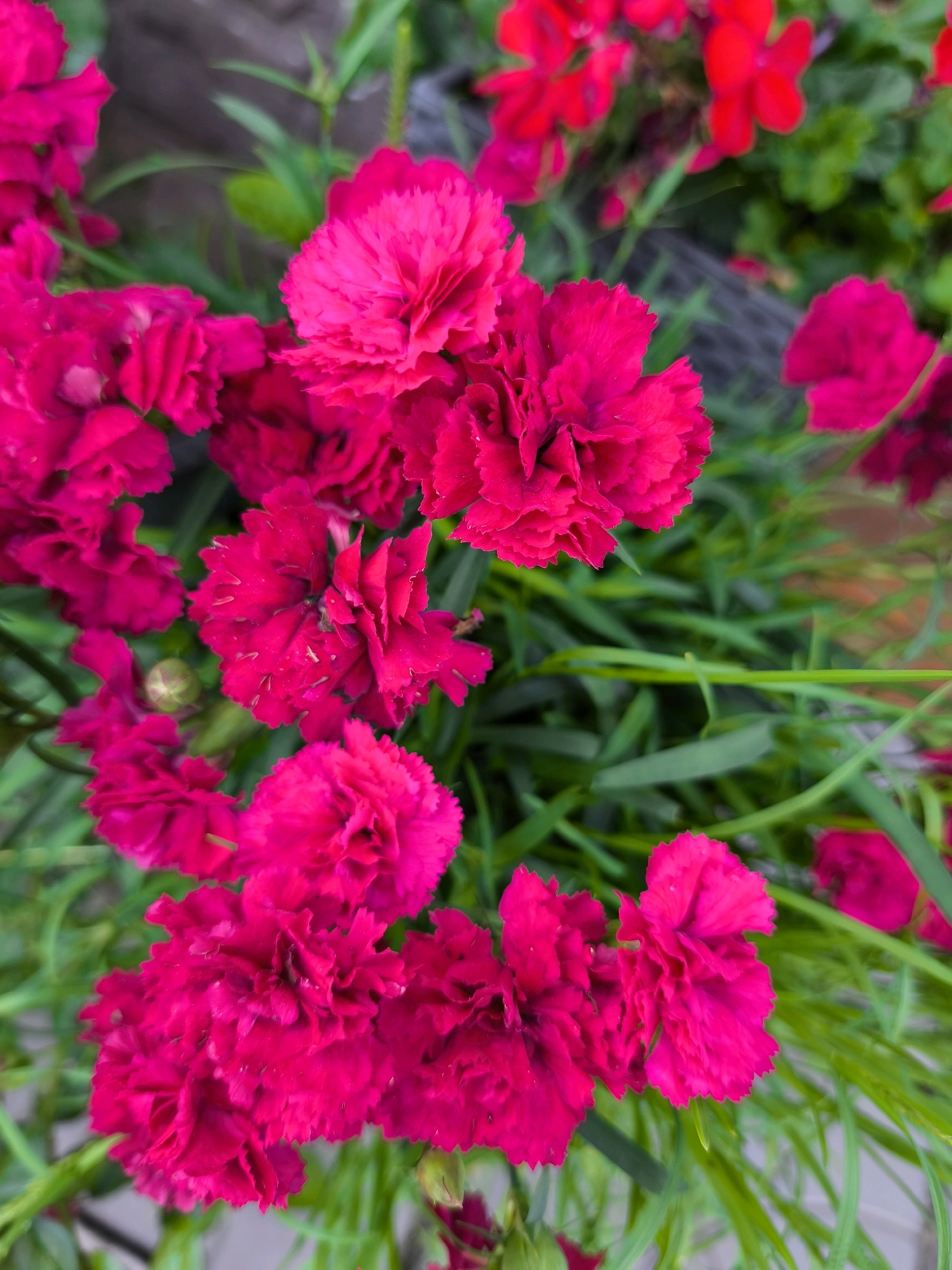 A close-up, top-down view captures a cluster of vibrant, deep pink carnations with serrated petals, nestled amongst lush green foliage. The flowers are the dominant subject, their rich color and intricate petal structure filling most of the frame. Some petals appear slightly wilted, suggesting the flowers are in full bloom or beginning to fade. The background is softly blurred, hinting at other red flowers and green plants, creating a shallow depth of field that emphasizes the foreground subjects. A thin, dark fence or wire mesh is faintly visible in the mid-ground, partially obscured by the greenery. The lighting is diffused, casting no harsh shadows, and the overall impression is one of natural beauty and abundance. There are no people or visible human activity, and the image does not provide any specific geographic indicators that would place it in Vyshegorod, Russia, or any other city.