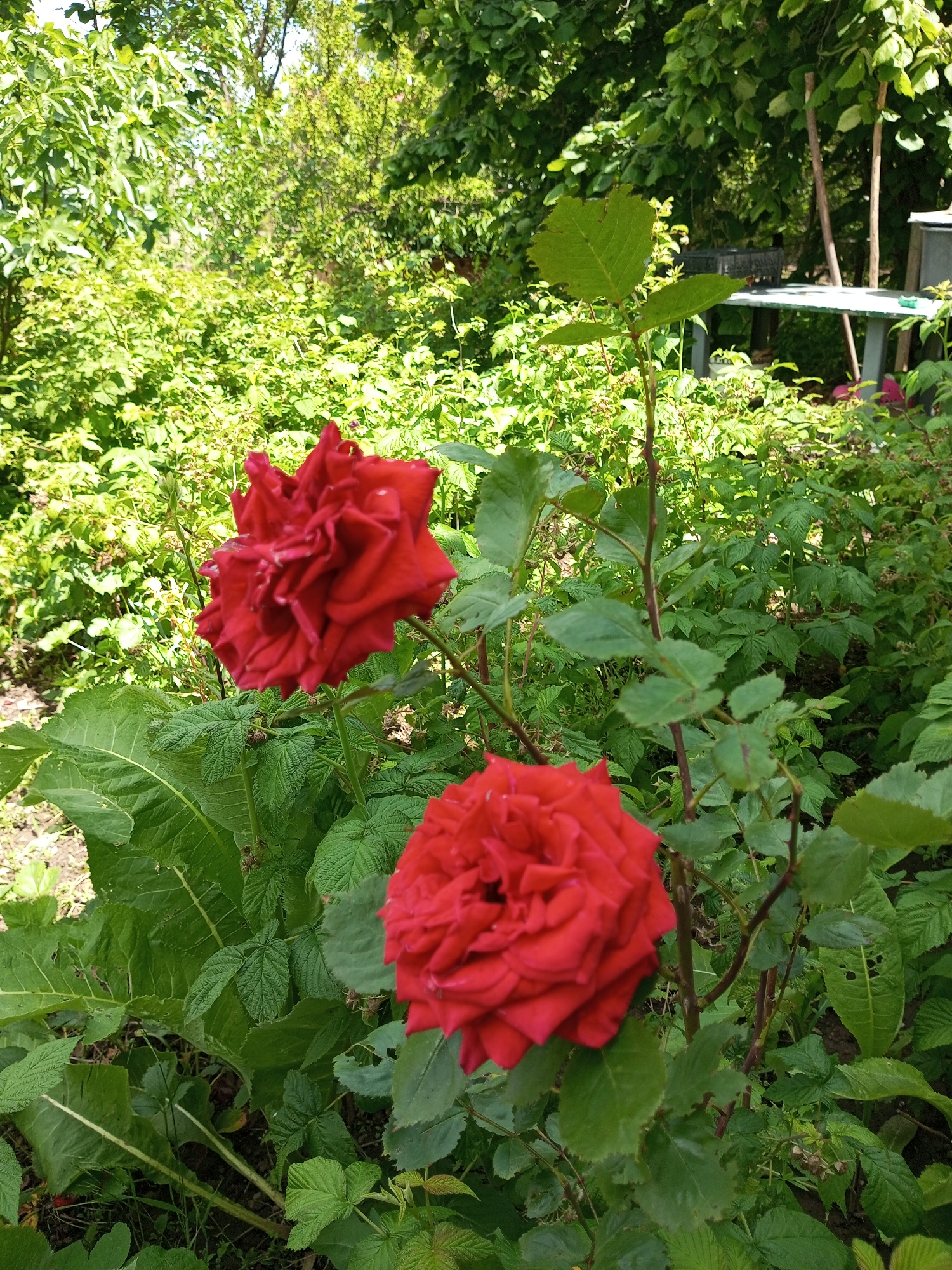 The image depicts a close-up view of two vibrant red roses in full bloom, set against a backdrop of lush green foliage. The roses are the primary subjects, with one prominently featured in the lower right quadrant and another slightly out of focus in the upper left. The surrounding greenery suggests a garden setting, possibly with raspberry bushes given the leaf shapes visible. In the background, a white table and some wooden posts are discernible, hinting at a possibly inhabited area within a rural or semi-rural environment. The scene is bathed in natural sunlight, creating highlights and shadows on the petals and leaves, indicating it was taken outdoors during the day. The location is identified as Ароматновское сельское поселение, Ukraine.
