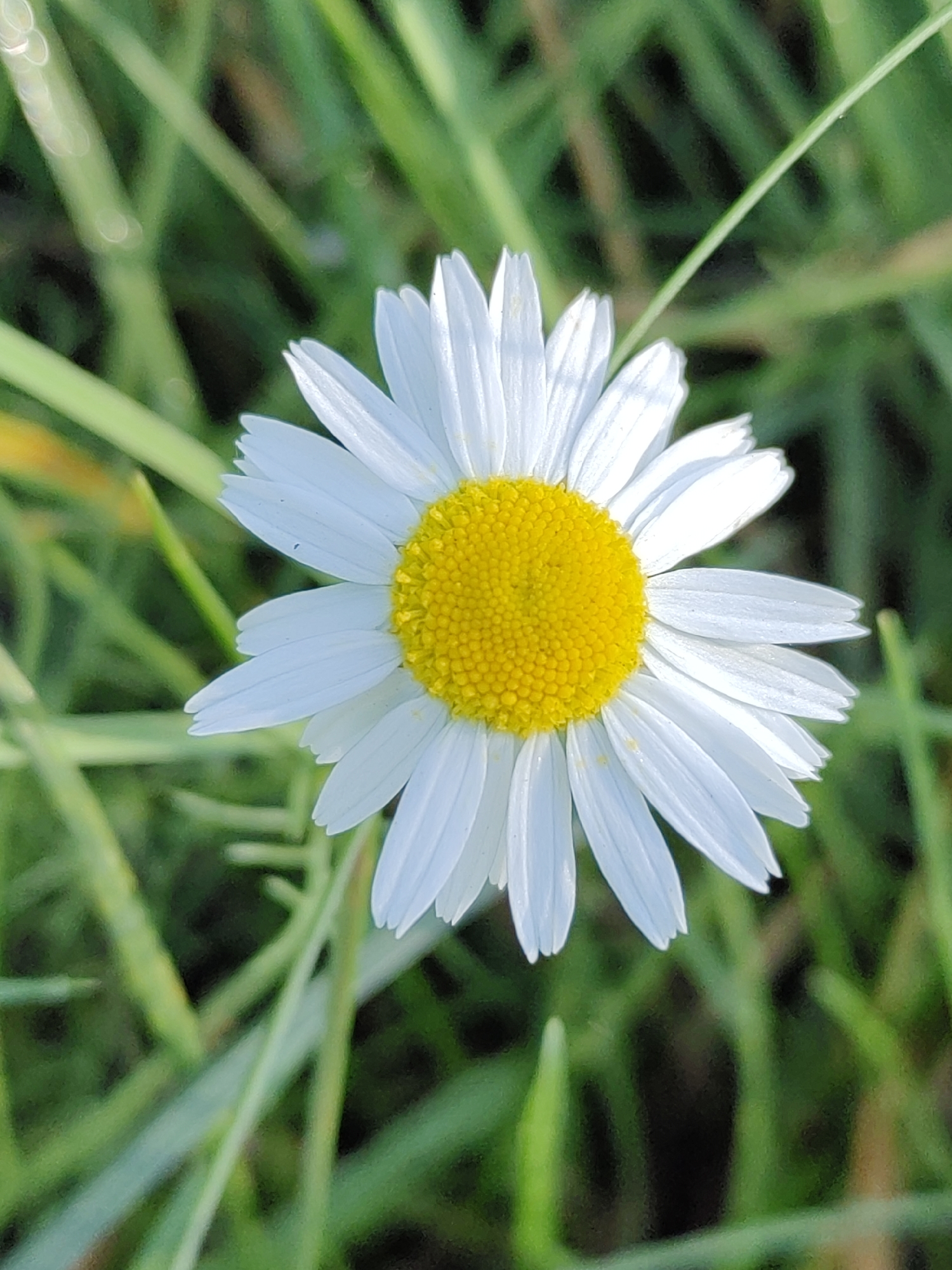 A close-up, eye-level shot features a single daisy in full bloom against a blurred green background of grass. The daisy is positioned slightly off-center to the left of the frame. Its bright yellow center is surrounded by numerous delicate white petals that radiate outwards. The petals are elongated and tapered, with subtle veins visible and slightly curled tips. The green grass in the background is out of focus, with some blades appearing lighter or darker green, suggesting natural lighting and depth. The overall impression is one of a simple, natural scene.