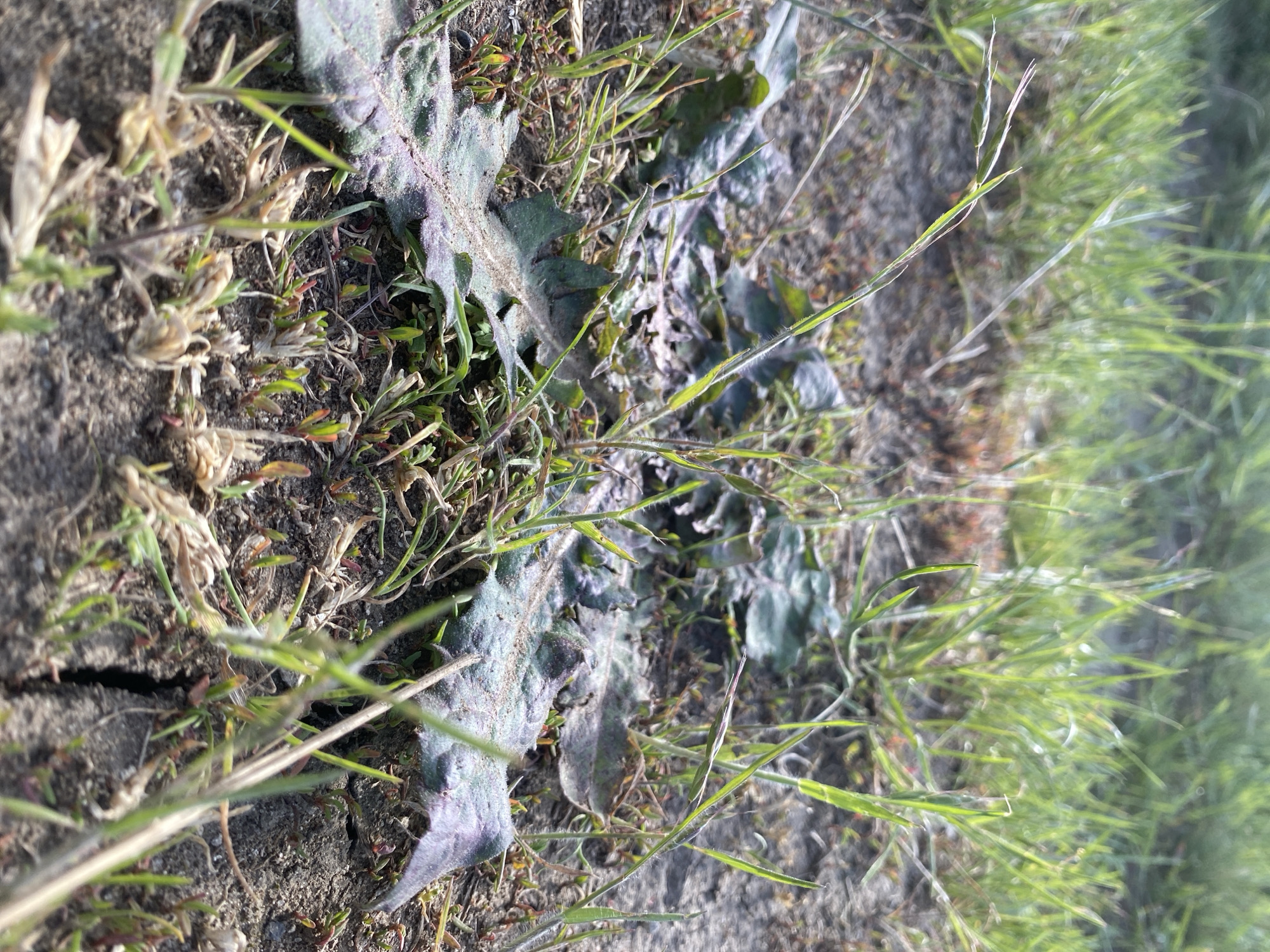 The image presents a close-up view of ground vegetation and soil, possibly in Ustyvytsia, Ukraine. The ground cover includes various grasses, with some appearing dry and others vibrant green. There is a broadleaf plant with grey-tinged leaves and irregular edges. The soil appears dry and cracked in places. No people, actions, or interactions are apparent.