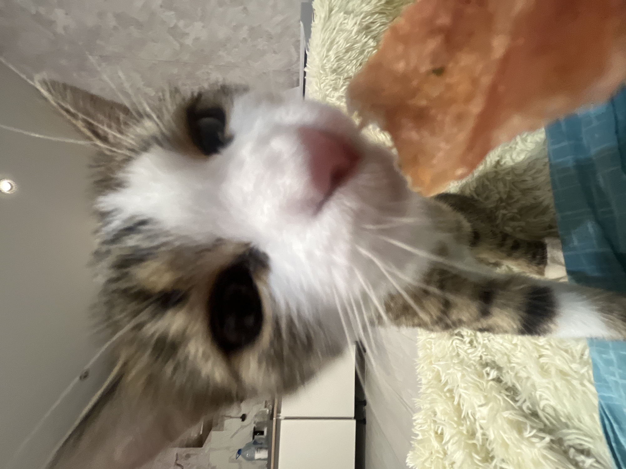A close-up photograph shows a cat's face, focusing on its white and grey fur, pink nose, black eyes, and whiskers. A pink, fleshy mass is in the upper right corner of the frame, possibly a treat or food. The background includes a white, shaggy rug, a light blue fabric, and a partial view of what appears to be a kitchen area with white cabinets. The photograph is not taken in Lopatino, Russia.