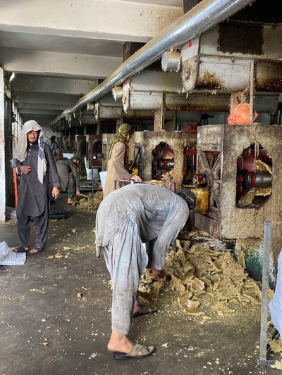 Inside a building, possibly a factory or processing plant, located in Kandahar, Afghanistan. Multiple men are working near large, industrial machines that appear to be heavily stained with a yellowish substance. The floor is covered in the same yellowish material. The men are wearing traditional Afghan clothing, with several wearing head coverings. The environment appears industrial and somewhat unclean. The machines are large and possibly involved in some kind of pressing or extraction process.
