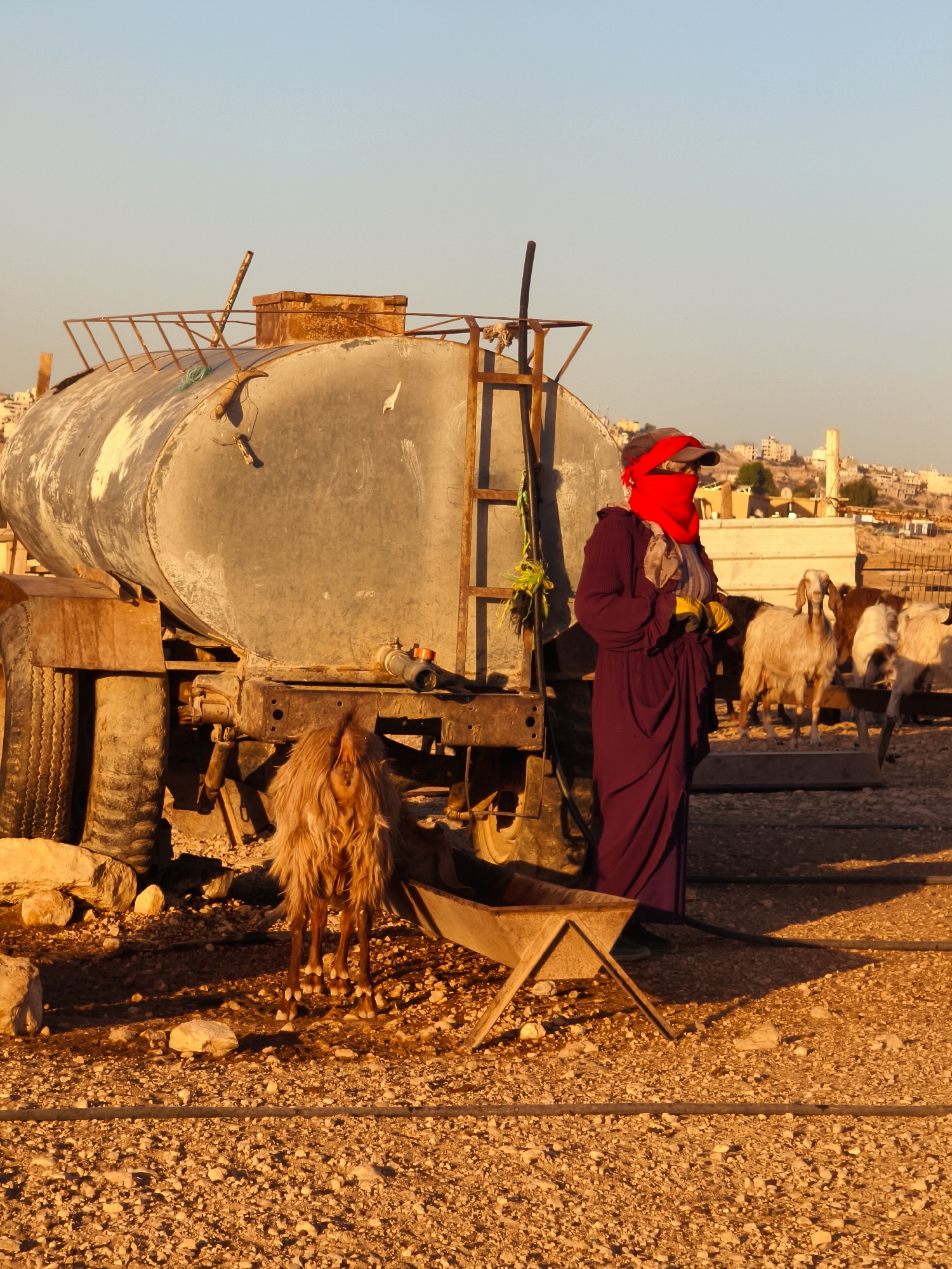 In Keidar, Palestinian Territories, a person wearing a dark purple robe, a red headscarf, and yellow gloves stands next to a large, weathered metal water tank on a truck. The person is partially obscured by a goat with shaggy, light brown fur. Behind them, several goats are visible, some in a pen. The ground is covered in gravel and rocks. In the background, buildings are scattered across a hillside. The scene is illuminated by the warm light of what appears to be sunset or sunrise.