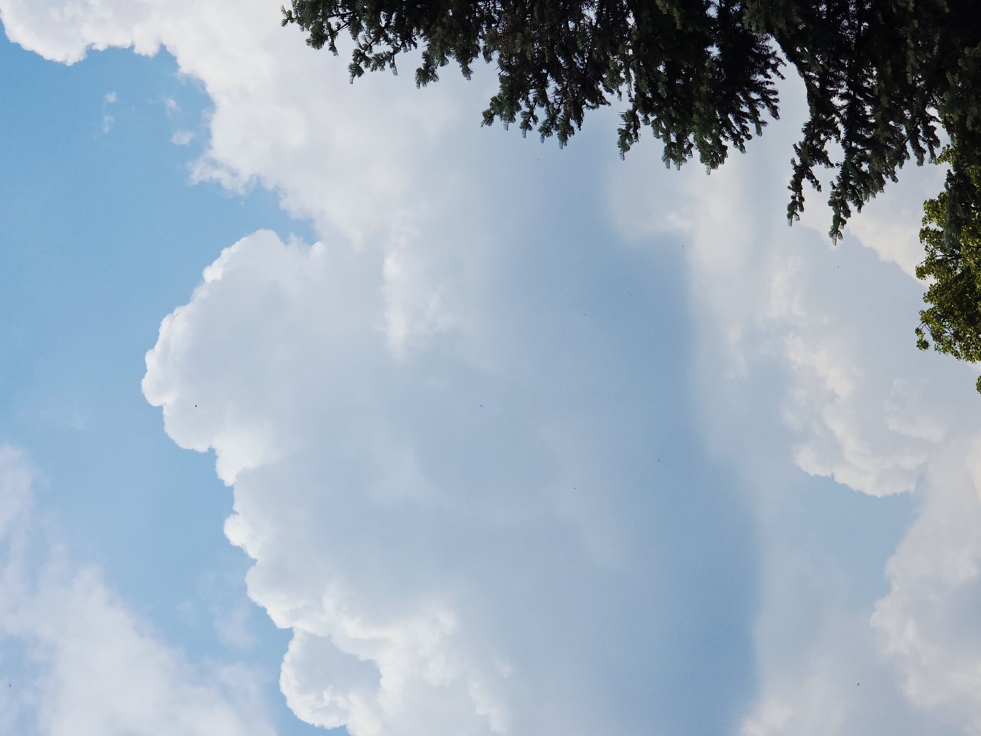 The image presents an upward view of a bright blue sky, partially framed by tree branches. Dark green foliage from what appears to be a conifer tree extends across the entire top edge of the frame, with some branches dipping downwards into the sky. On the far right side, a smaller section of lighter green foliage from a different tree is visible, suggesting a mix of tree types.
The sky itself is a vibrant, light blue, interspersed with large, fluffy white clouds. A significant, voluminous white cloud occupies the left side of the frame, showing distinct textures and contours. Another section of white cloud is visible towards the bottom right. Scattered across the blue areas of the sky are several tiny, dark specks, which are likely distant birds or insects.
The scene depicts a serene natural setting, observed from below the tree canopy. The bright lighting suggests it is daytime, most likely mid-morning or afternoon, given the clear blue sky and well-defined clouds. There are no people, man-made objects, or visible text in the image. The overall impression is one of calm and natural beauty.