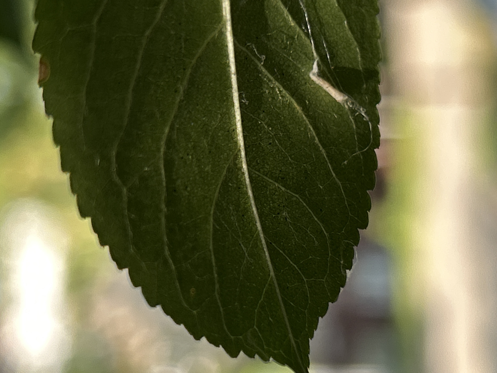 A close-up, slightly angled shot captures a dark green leaf, its serrated edge in sharp focus. The leaf's surface reveals intricate vein patterns and a few tiny dark spots. A small, light-colored, tubular-shaped insect, possibly a leaf miner, is visible on the leaf's surface, curled up and clinging to it. The background is softly blurred, showcasing a light-colored, out-of-focus area that could be a window with bright sunlight or a brightly lit outdoor scene. The bokeh effect suggests a shallow depth of field, emphasizing the leaf and its resident.