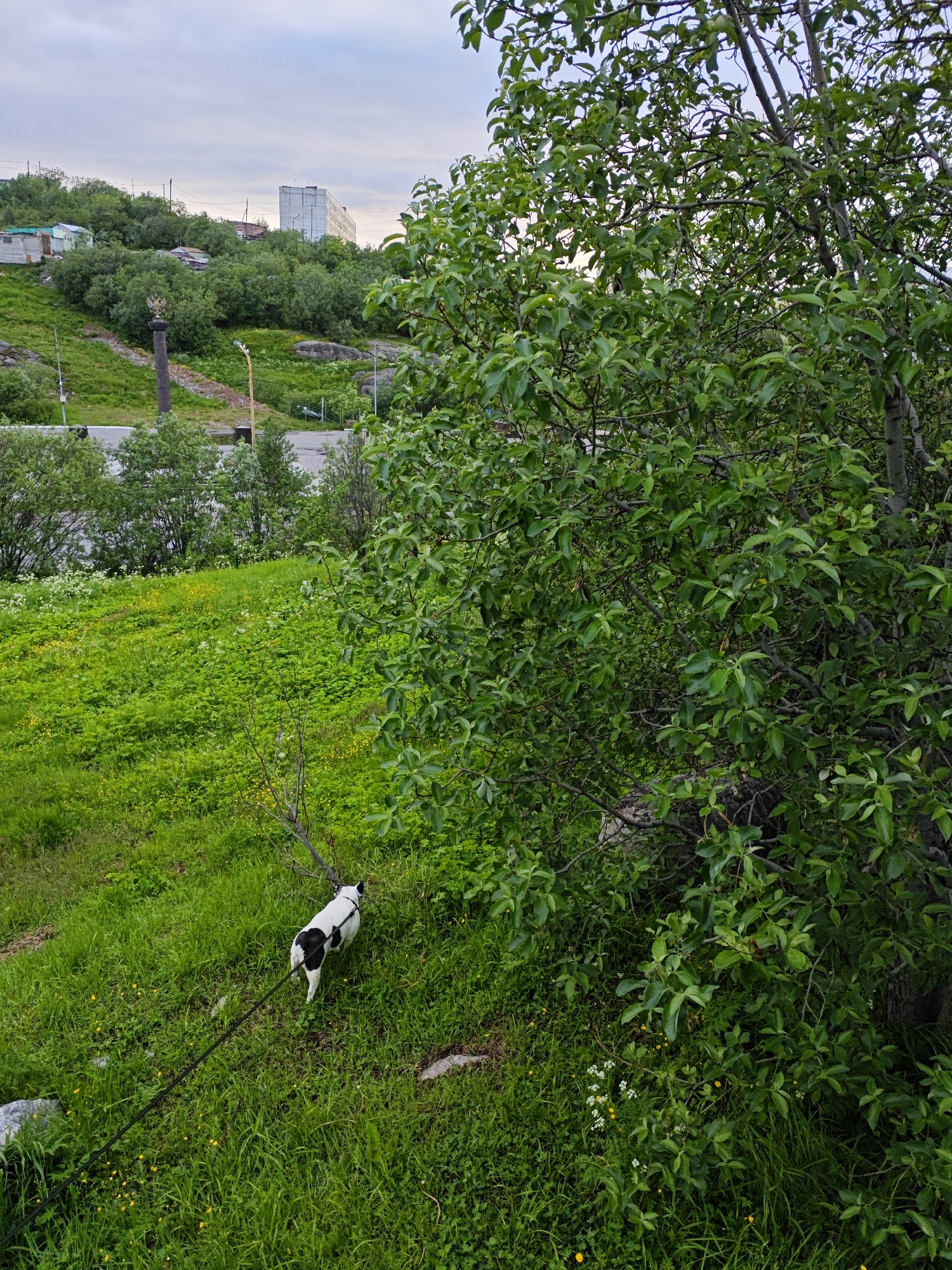 In Polyarny, Russia, a small black and white dog on a leash walks across a vibrant green, grassy hillside dotted with small yellow wildflowers. The dog, facing away from the viewer, has black markings on its head and back. A dark leash extends diagonally across the frame, anchoring the dog to an unseen point. The hillside slopes upward towards a background featuring a mix of trees and vegetation. Further up the slope, a tall, slender monument topped with a sculpture of an eagle stands prominently. Behind the monument, various buildings, including a multi-story apartment block and smaller structures, are visible on the crest of the hill, nestled amongst dense green foliage. A paved road runs horizontally across the mid-ground, separating the grassy slope from the more distant structures. The sky above is overcast with muted grey and white clouds, suggesting a temperate climate. The overall scene depicts a semi-urban landscape with a focus on natural elements and a solitary dog.