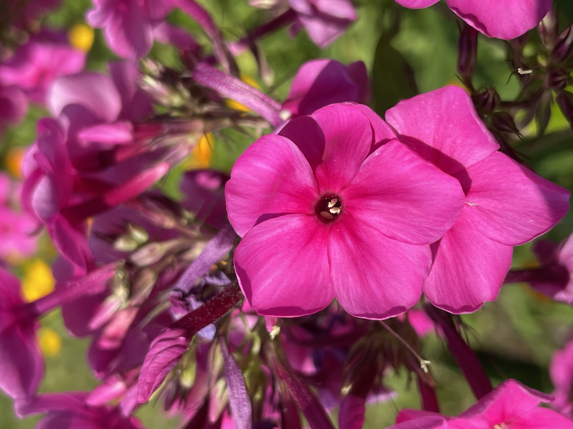A close-up shot of bright pink phlox flowers in bloom, with a blurred green background and hints of yellow in the distance. The flowers are in focus in the foreground, showcasing their delicate petals and intricate centers. The image does not contain any information about people, actions, or interactions, nor does it provide any details about the specific location within Izhevsk, Russia.