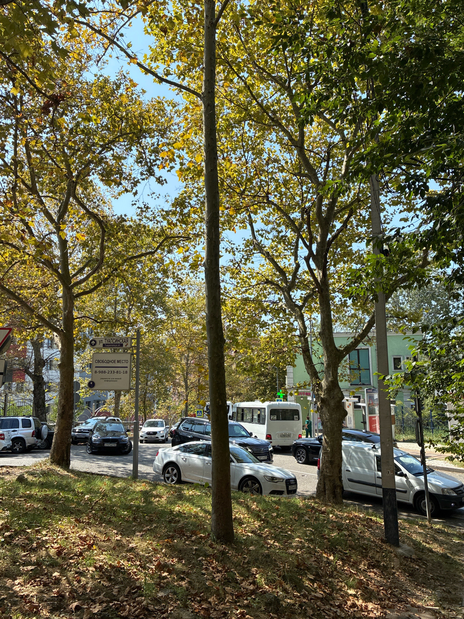 The image captures a street scene in Sochi, Russia, under a clear blue sky, likely during autumn given the yellowing leaves on the trees. The foreground features a grassy embankment covered in fallen leaves, with several trees lining the street. In the mid-ground, a variety of vehicles are parked and driving on a paved road. These include a white van, a black sedan, a white SUV, and a white bus with the number "26" visible on its rear. A signpost with Russian text and a phone number is also present. In the background, buildings are visible, one of which is painted a light green. The overall environment suggests a typical urban street with moderate traffic and autumnal foliage.