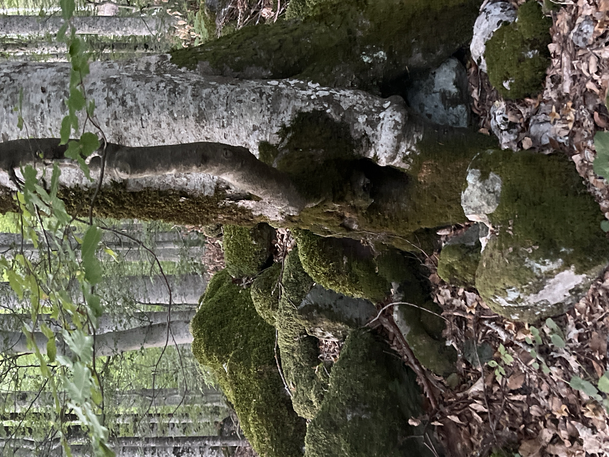 The image depicts a moss-covered forest floor in Sjerogošte, Montenegro, with a prominent, gnarled tree trunk in the foreground. The ground is a mix of fallen leaves, branches, and large, moss-laden rocks. The tree trunk is textured with gray bark and patches of white lichen, and a smaller branch extends horizontally from it. In the background, a dense forest of light-barked trees creates a natural, serene environment. The lighting suggests it is either early morning or late afternoon. No people or animals are visible.