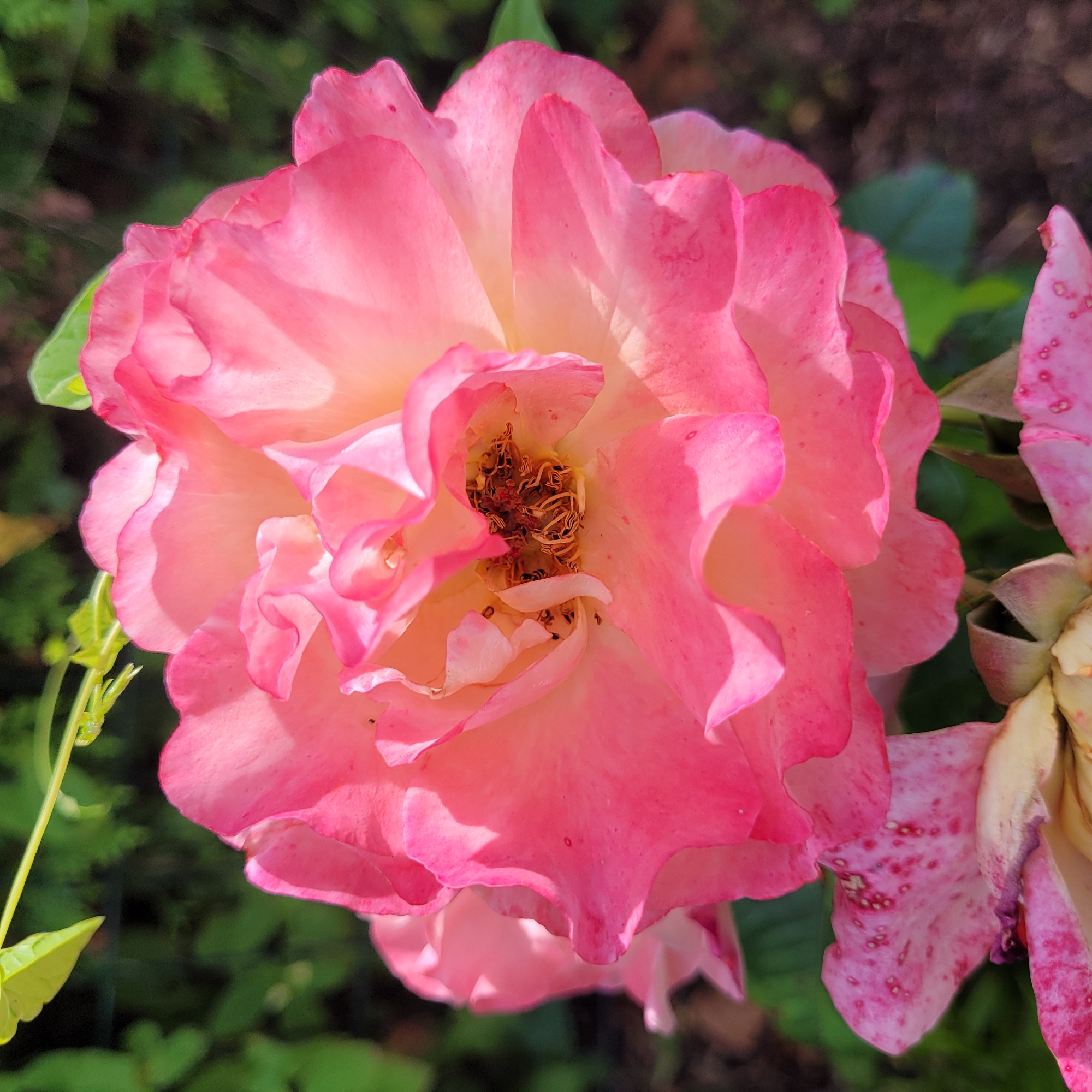 A close-up, high-angle shot captures a vibrant pink rose in full bloom, with its ruffled petals unfurling towards the viewer. The rose's center is a cluster of stamens and pistils, with some dried brown remnants. The petals exhibit a gradient of color, transitioning from a deep pink at the edges to a softer, pale pink and yellow at the core, with delicate shadows and highlights accentuating their texture. Some petals show slight imperfections, including small spots of red and evidence of wilting, particularly visible on the lower petals. The background is a soft focus of lush green foliage and dark brown earth, suggesting a garden setting. A thin, bright green vine with a leaf extends from the upper left corner, casting a slight shadow. The image was taken outdoors in Jūrmala, Latvia, likely during a warm, sunny day, given the bright illumination and the appearance of the flower.