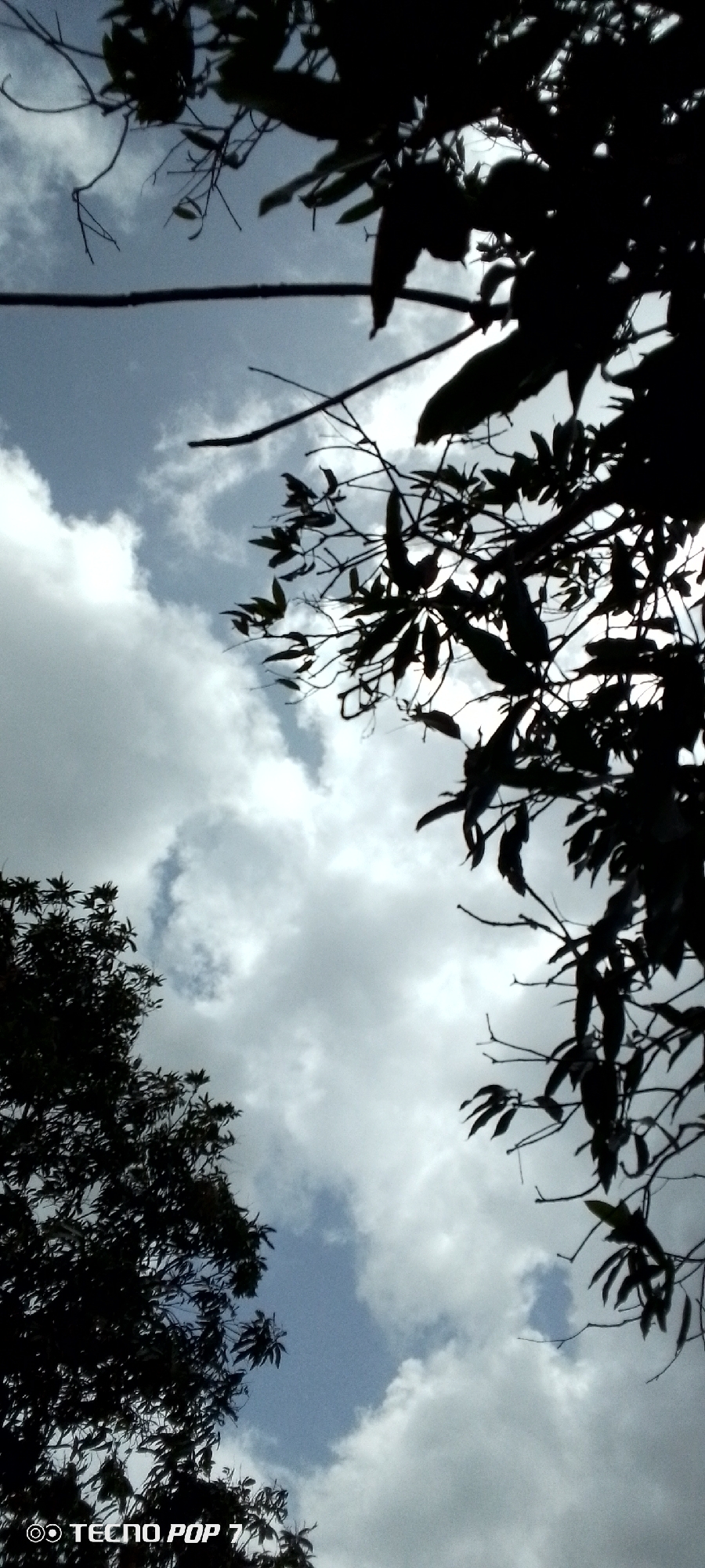 A low-angle shot captures trees silhouetted against a cloudy sky. The sky is partially obscured by clouds, allowing patches of blue to be visible. The trees are mostly out of focus. The picture was taken with a Tecno Pop 7, presumably in Altagracia, Venezuela. There are no people in the image.