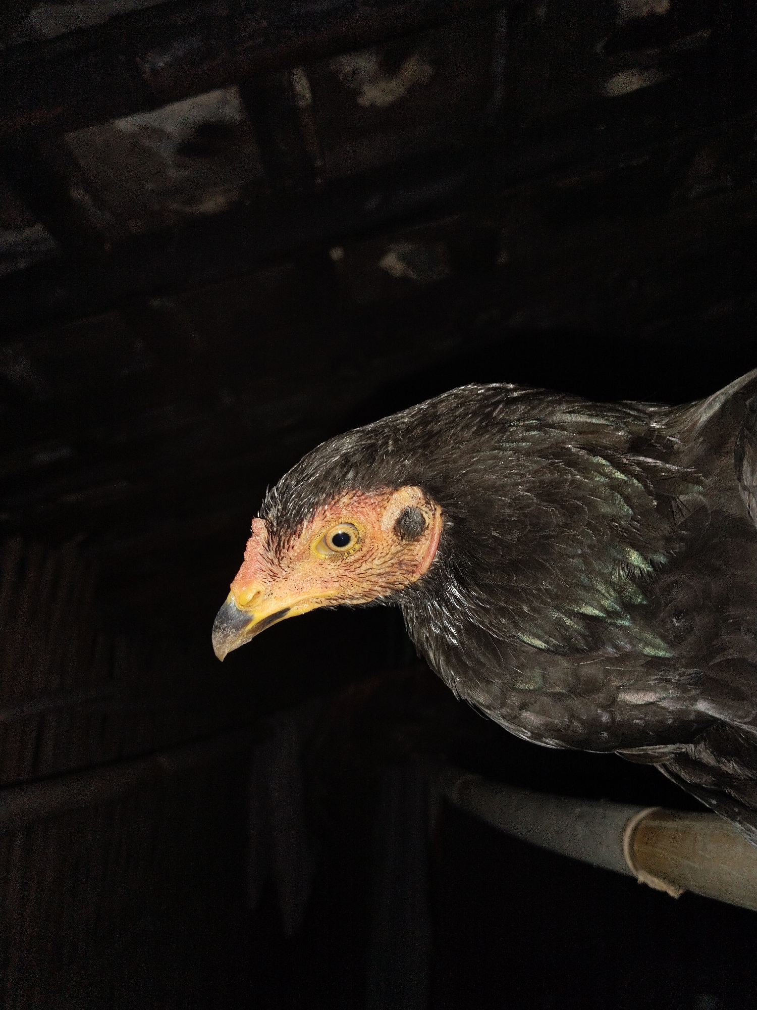 The image shows a close-up of a chicken, specifically its head and upper body, perched on a wooden pole. The chicken has black feathers with some iridescent green sheen, a yellow eye, and a reddish-yellow comb and wattles. The background is dark and indistinct, appearing to be the interior of a dimly lit structure, possibly a coop or shed with wooden beams or planks in the upper part of the frame. The exact location is unknown.
