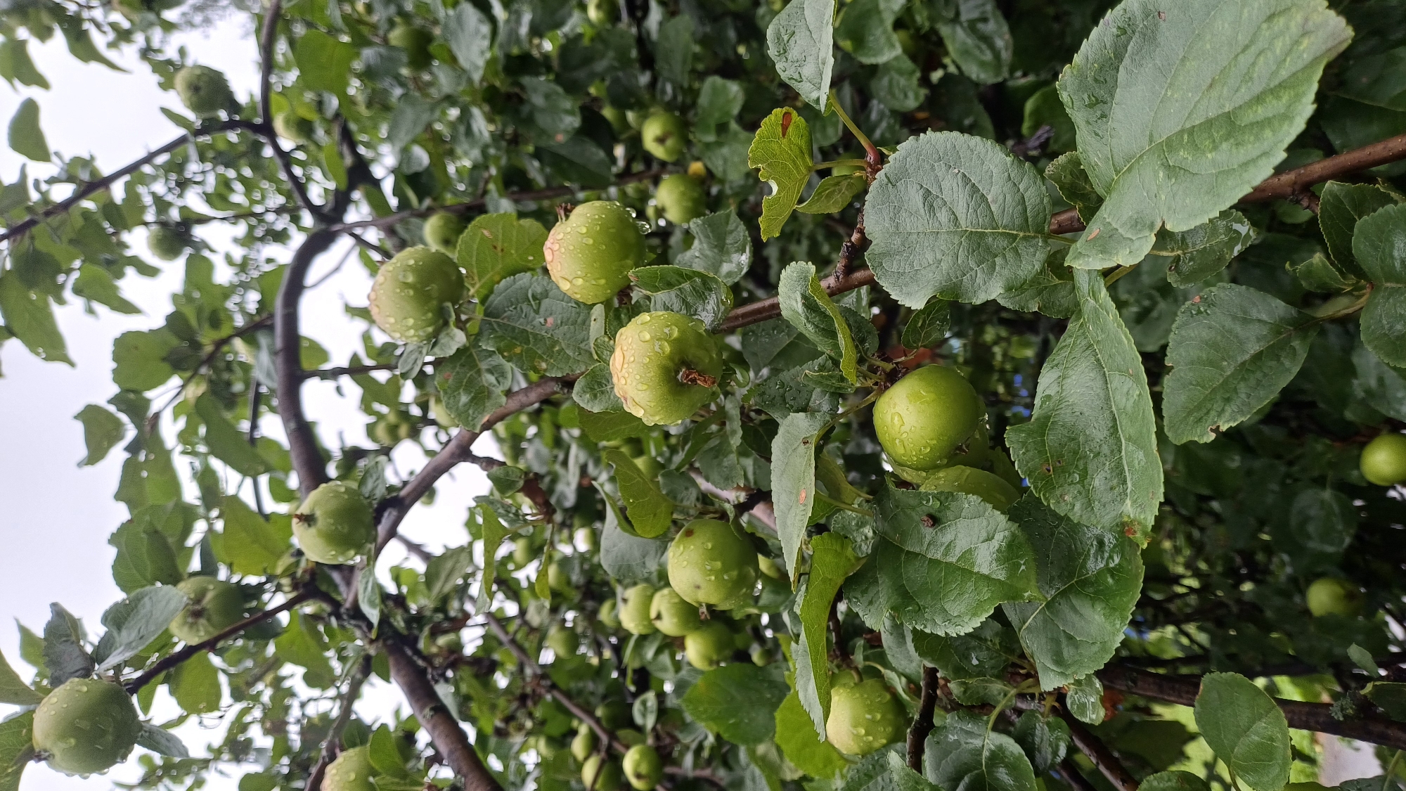 The image shows a close-up view of a tree laden with small, green apples. The apples, covered in water droplets, are clustered on branches amidst lush green leaves. The background is predominantly green foliage, with a blurred hint of a cloudy sky. The scene is likely from an orchard or garden, given the abundance of fruit on the tree. The presence of water droplets suggests it may have recently rained. No people or any man-made structures are visible within the frame. The general impression is one of natural growth and a slightly damp, overcast day. The location in Подгорное, Russia, provides a geographical context, suggesting a temperate climate suitable for apple cultivation.