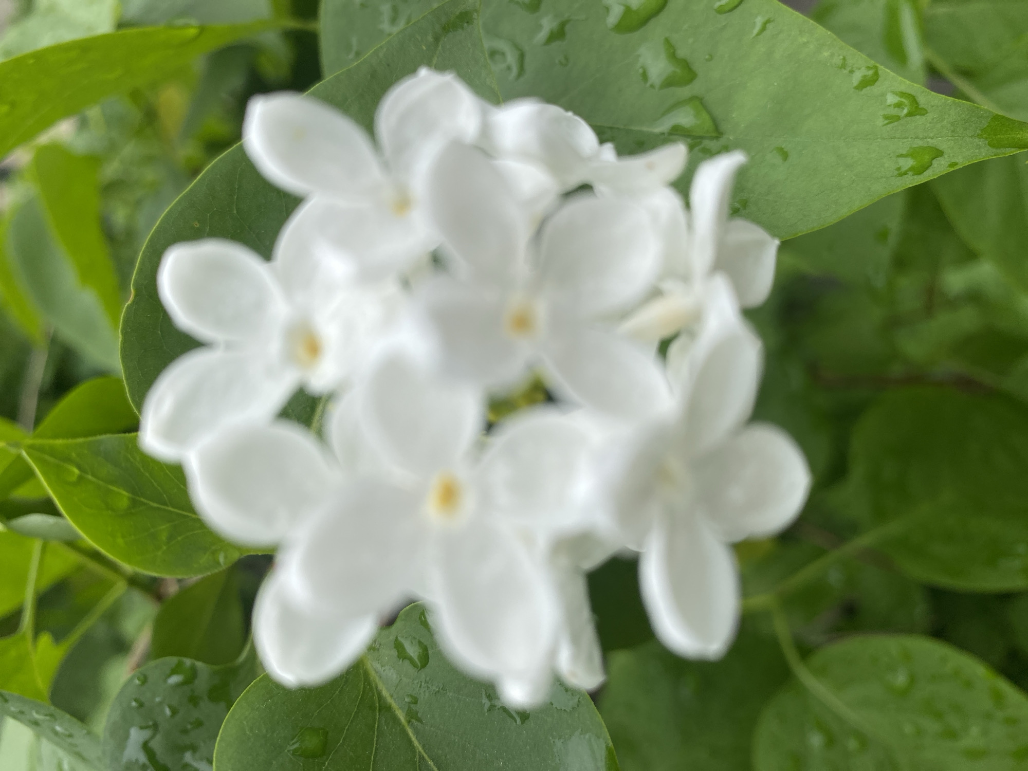 The image shows a cluster of white flowers with five petals each, surrounded by green leaves. Water droplets are visible on the leaves. The location is not discernable from the image.