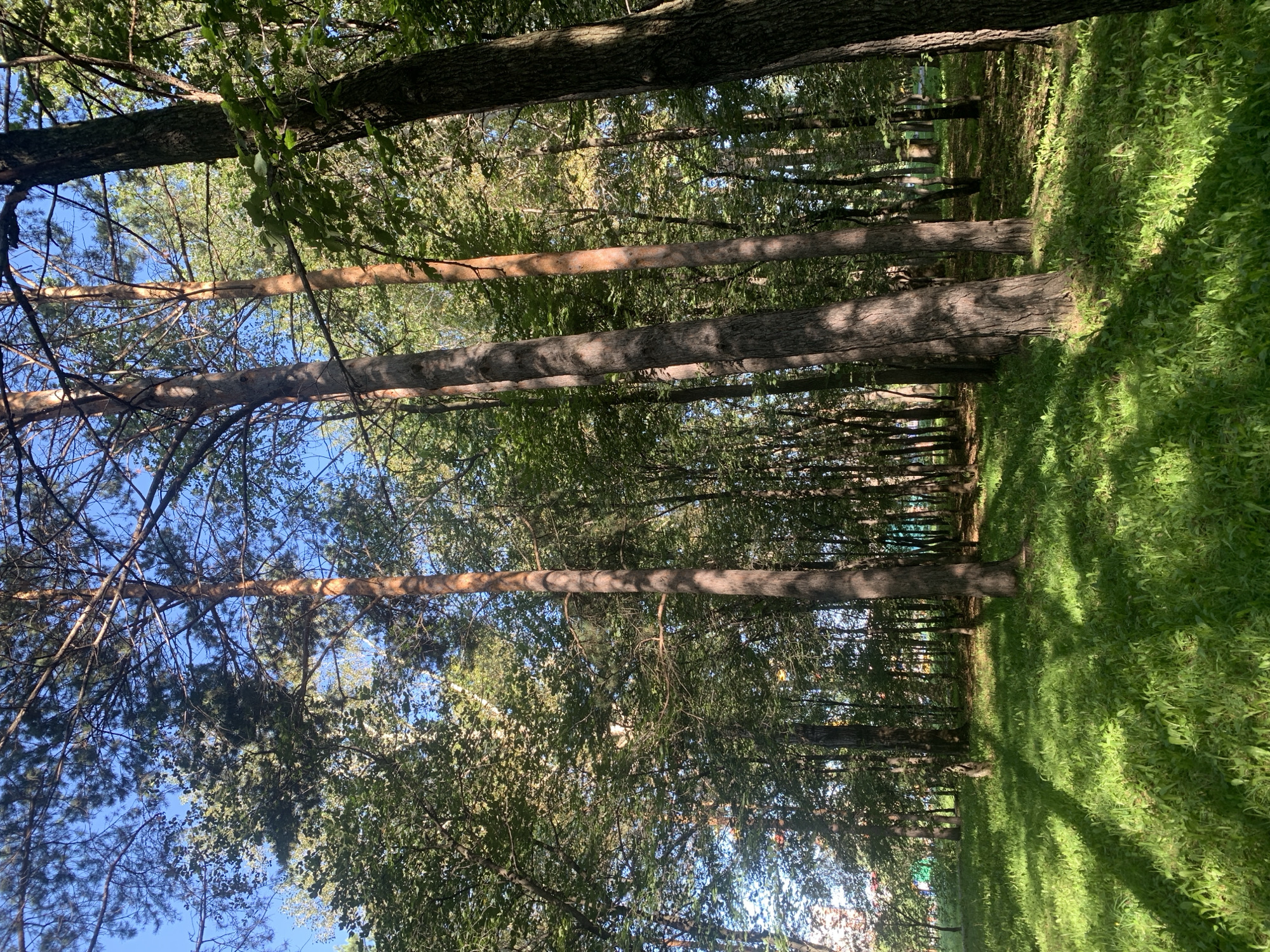 This is a photograph of a park in Prokopyevsk, Russia. The image depicts a sunlit area with tall trees, primarily pines, with a bright green grassy lawn in the foreground. Sunlight filters through the leaves, casting dappled shadows on the grass. The trees are dense, creating a sense of depth and an almost enclosed forest-like atmosphere within the park. There are no people or animals visible in the image. The environment appears to be a natural setting within an urban landscape.