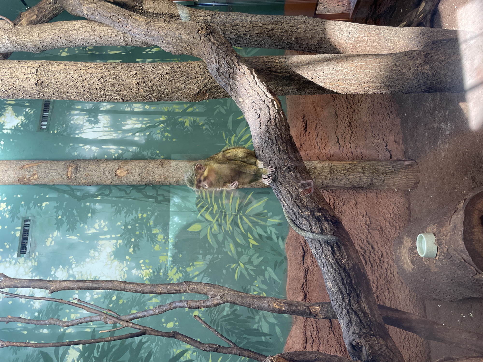 The image shows a primate sitting on a branch inside an enclosure. The enclosure is decorated with faux foliage and a painted backdrop of a forest scene. A water bowl is mounted on the back wall. The location appears to be a zoo exhibit. The city and state are unknown.