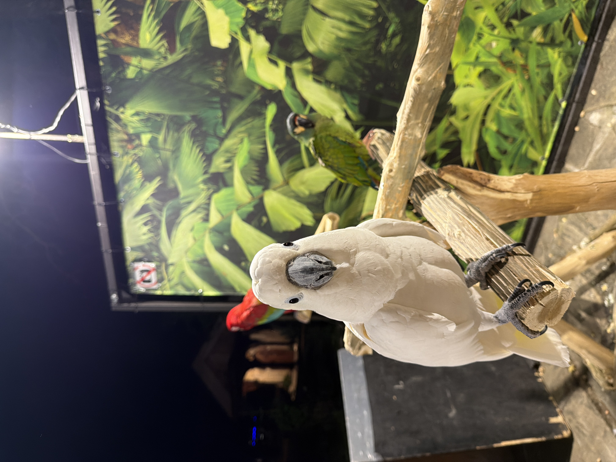 A white cockatoo is perched on a wooden branch, facing the camera. Its dark eyes and grey beak are prominent. In the background, a red macaw is partially visible, and a green macaw stands further back on another branch. The backdrop appears to be a large, illuminated display of tropical foliage. The scene is dimly lit, suggesting it might be evening or indoors. No specific location in Sozopol, Bulgaria, is discernible from the image.