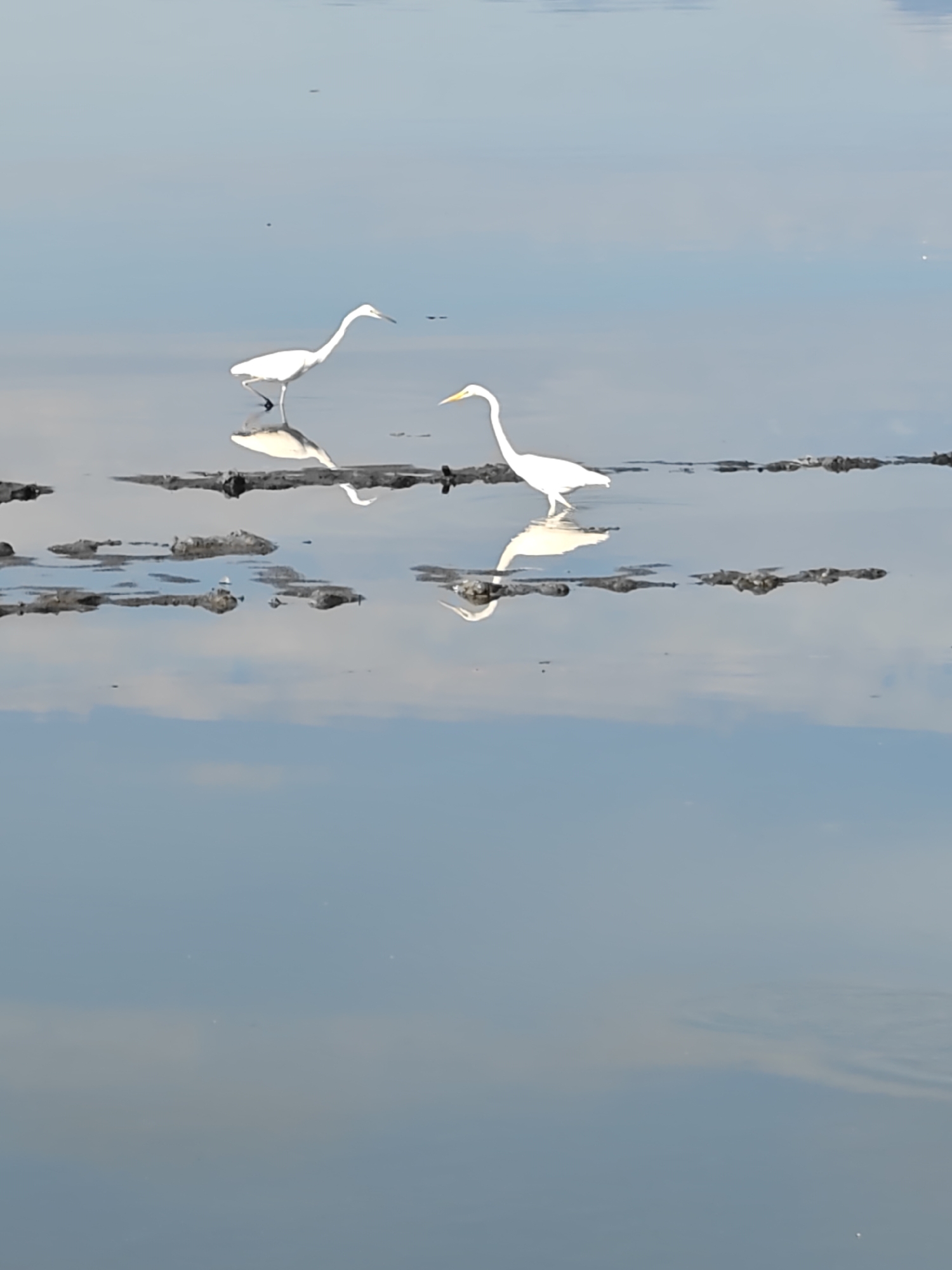 Two white egrets stand in shallow water, their reflections mirrored in the surface. Patches of dark, muddy ground are visible. The water reflects a light blue sky with scattered clouds. The location is in the city of Lhokseumawe, Indonesia.