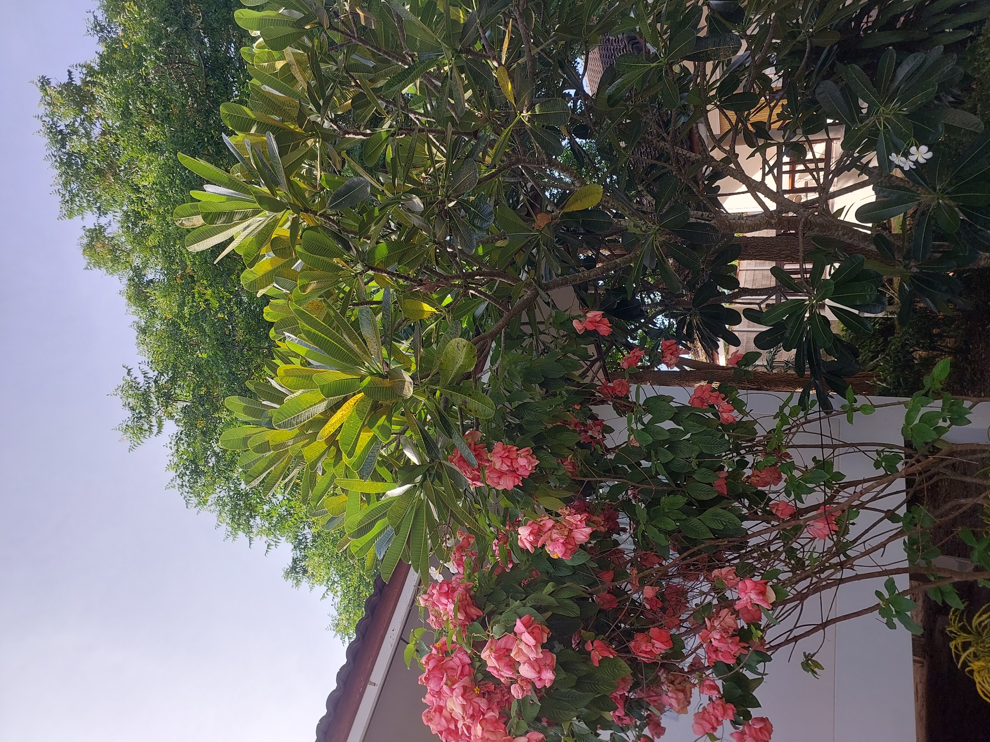 The image depicts an outdoor scene, likely in Baan Mae Nam, Thailand, featuring lush greenery and flowering plants. In the foreground, a bush with abundant pink flowers, possibly Mussaenda, is prominently displayed against a white wall of a building. To the right of the pink flowering bush, a larger tree with dark green leaves and branching structures is visible. In the background, more trees with lighter green foliage form a dense canopy against a clear blue sky. Parts of a building's roof with brown tiles are also visible at the top left of the image. The scene appears to be a well-maintained garden or yard, bathed in natural daylight. There are no people or animals present in the image.