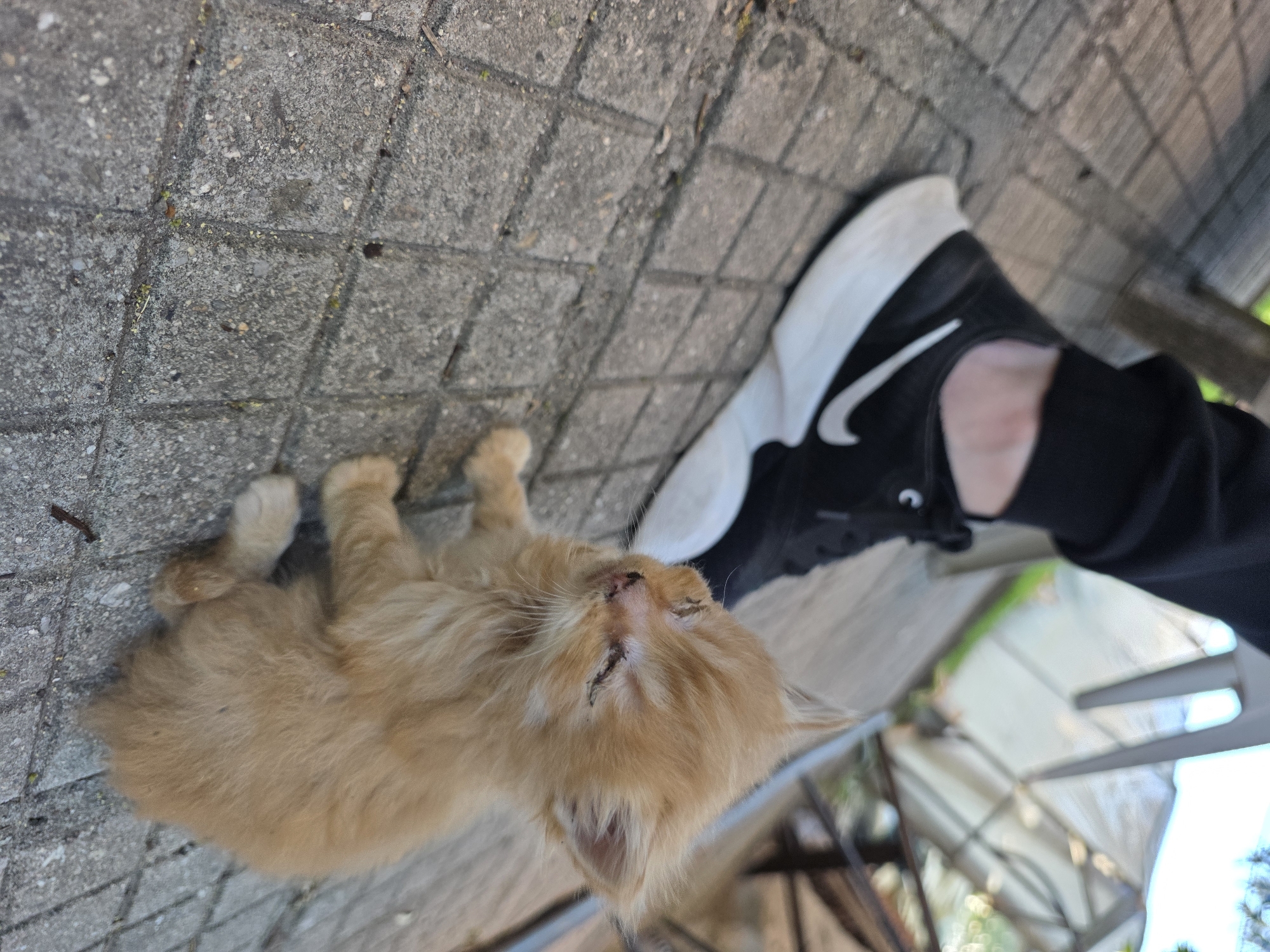 An injured ginger kitten lies on its back on a paved surface in what appears to be an outdoor area, potentially in Yagodovo, Bulgaria. The kitten is next to a person's foot wearing a black and white Nike shoe. The kitten's face appears injured. The ground is made of gray concrete pavers. The background includes a glimpse of a structure, possibly a greenhouse or veranda, with a visible frame and some greenery. The person is wearing black pants.