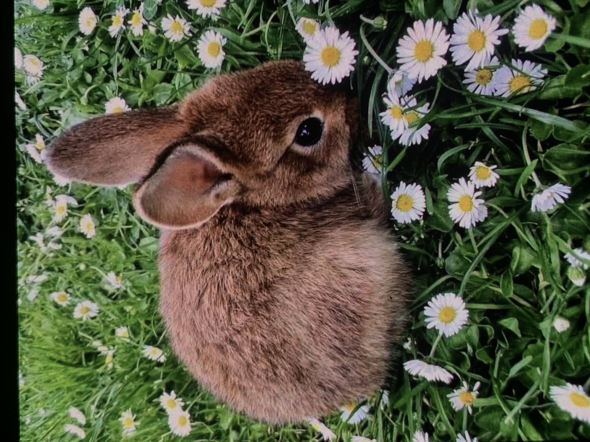 A brown rabbit is nestled in a field of daisies and green grass. The rabbit is facing to the right, with its head lowered as if sniffing a flower. Its fur is fluffy and brown, and its ears are perked up. The daisies are white with yellow centers, and they are scattered throughout the grass. The overall scene is peaceful and idyllic. There is no information available about the location in the city of Nizhny Tagil, Russia.