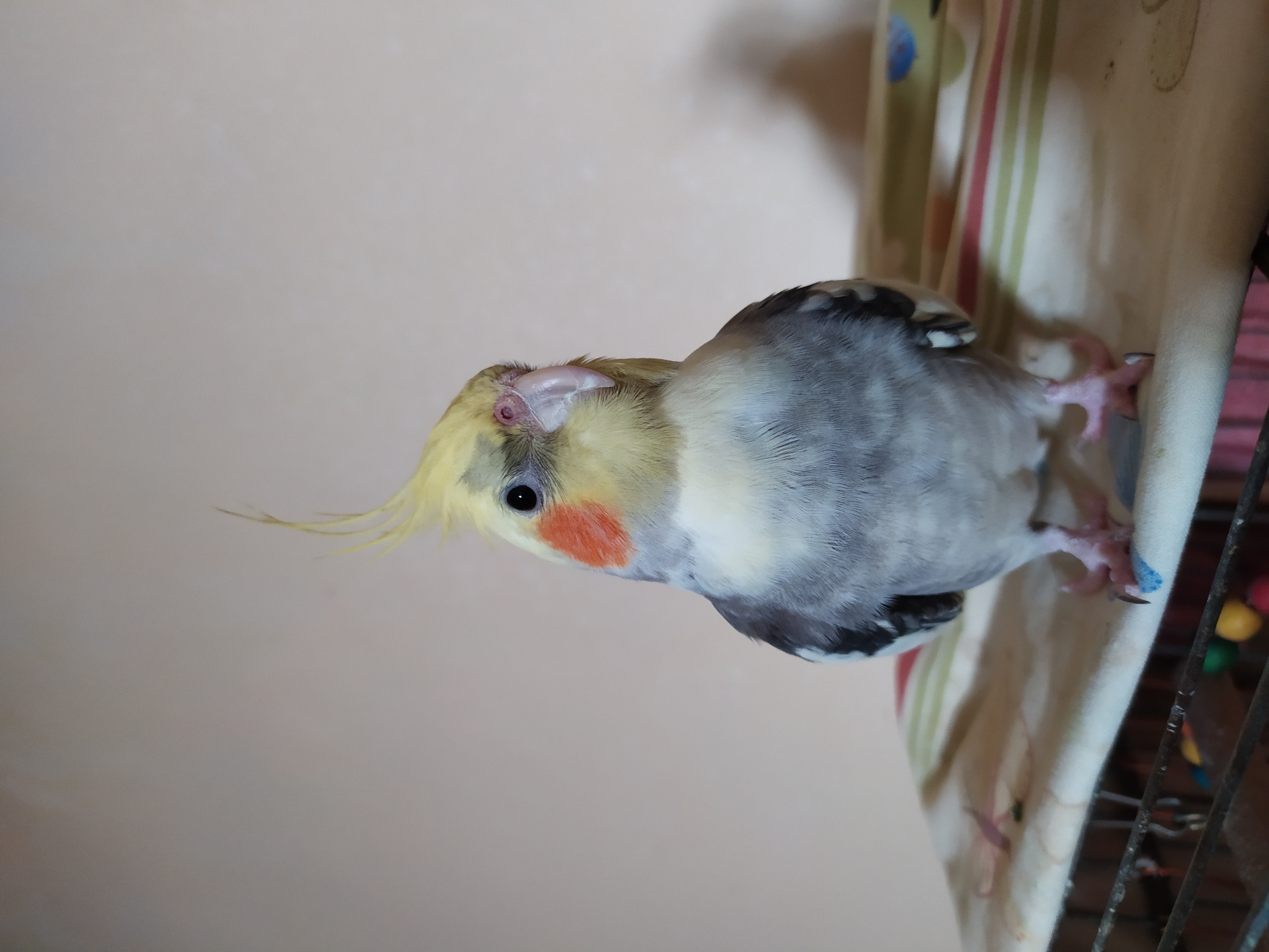 A cockatiel, a species of parrot, is perched on a striped fabric surface, likely part of a birdcage setup, with its body facing forward. The bird has a yellow crest, grey and white plumage, and distinct orange cheek patches. Its eyes are dark and alert, and its beak is a pale pinkish-white. The background is a plain, light-colored wall, with a soft shadow cast to the right of the bird. Below the fabric surface, the dark bars of a cage are visible, along with colorful toy balls. The scene appears to be indoors, with diffused lighting. The location of Bilajari, Azerbaijan is not depicted in this image.