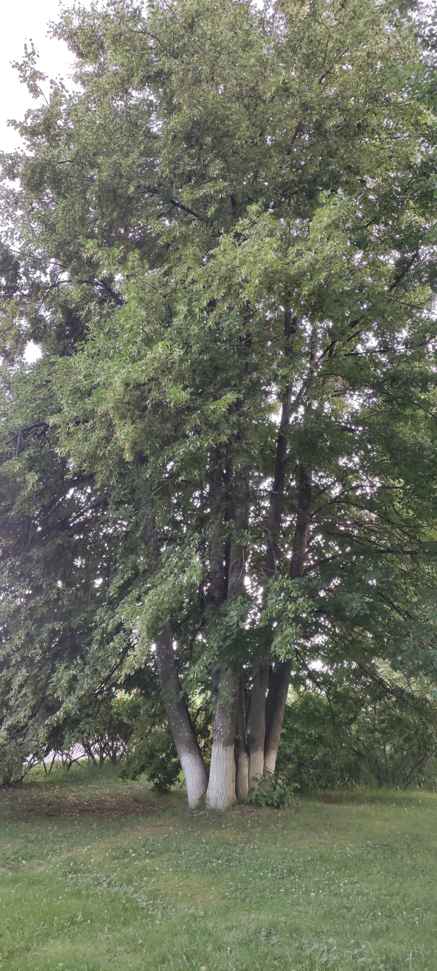 In the village of Ангелово Клубная Резиденция, Russia, a large tree with a thick trunk composed of multiple fused stems stands in a grassy clearing. The lower portions of the trunks are painted white. The tree has a dense canopy of green leaves that obscures much of the sky. In the background, there is a dense line of smaller trees and foliage. The ground in the foreground is covered in green grass with some scattered clover or small white flowers.