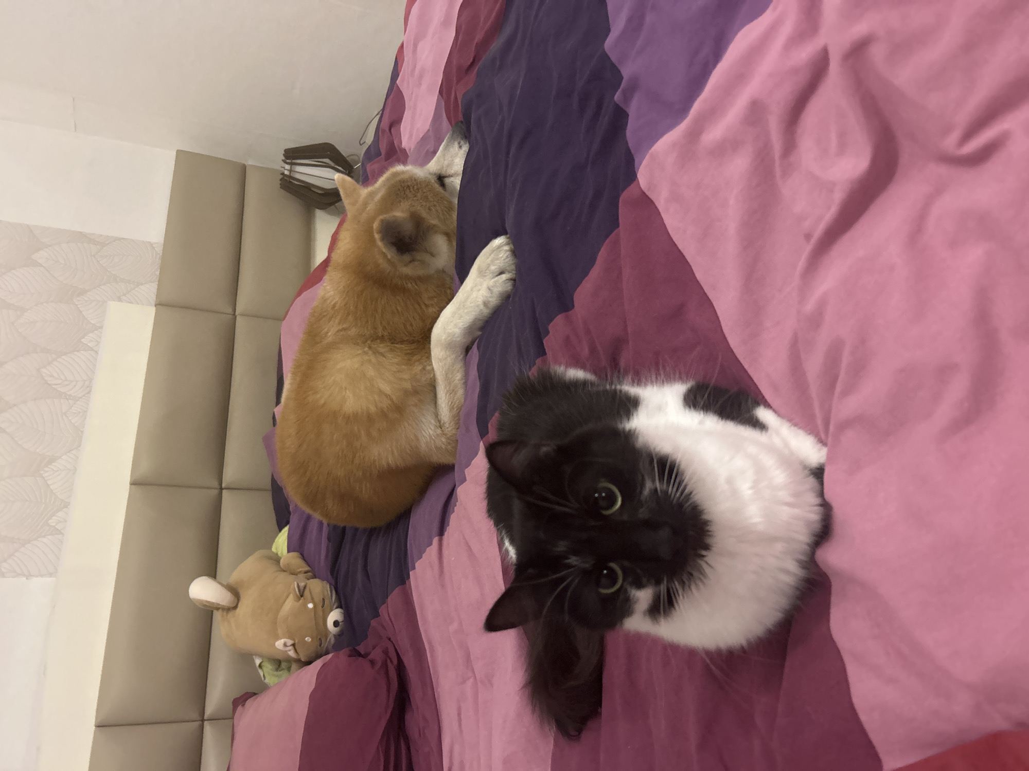 A high-angle shot shows a bed with a tan Shiba Inu-type dog and a black and white cat lying on a striped pink and purple comforter. The dog is lying with its head near a beige headboard and a stuffed toy hippo. The cat is closer to the camera, looking up with green eyes. The location cannot be determined from the given information.