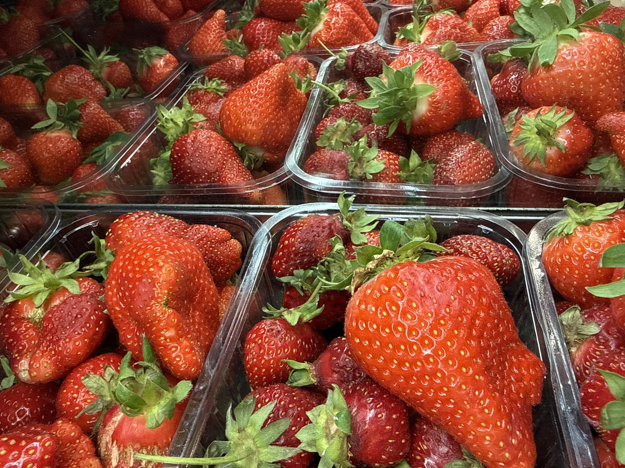 A close-up, eye-level shot captures numerous vibrant red strawberries neatly packed in clear plastic containers. The image focuses on the fresh produce, filling the entire frame with the fruit and their green leafy tops.
The strawberries are plump and range in color from a deep, rich red to a slightly brighter hue, indicating ripeness. Their characteristic dimpled texture, covered with tiny achenes (seeds), is clearly visible. Many of the strawberries retain their green calyxes, suggesting freshness.
The clear plastic containers, likely punnets, are arranged in rows, with some stacked on top of or next to each other. The shallow depth of field blurs parts of the background, emphasizing the foreground strawberries while still showing more containers stretching into the distance. This arrangement suggests a display for sale, possibly in a supermarket, grocery store, or market stall in Khimki, Russia.
No people are visible, and there is no discernible text on the packaging or fruit. The lighting appears even, highlighting the natural color and texture of the fruit without harsh shadows. The overall impression is one of abundance and freshness, ready for purchase.