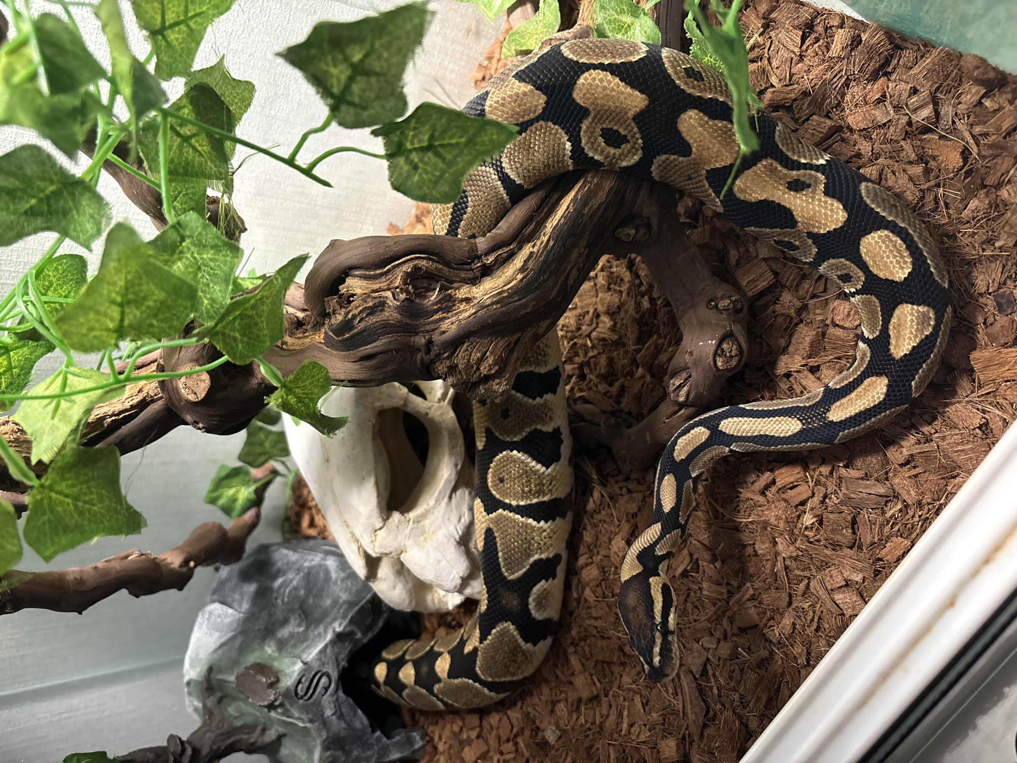 A patterned snake is perched on a branch within a terrarium. The terrarium is lined with brown substrate. A faux skull and leafy green vegetation are also present. The location is not discernible from the image.