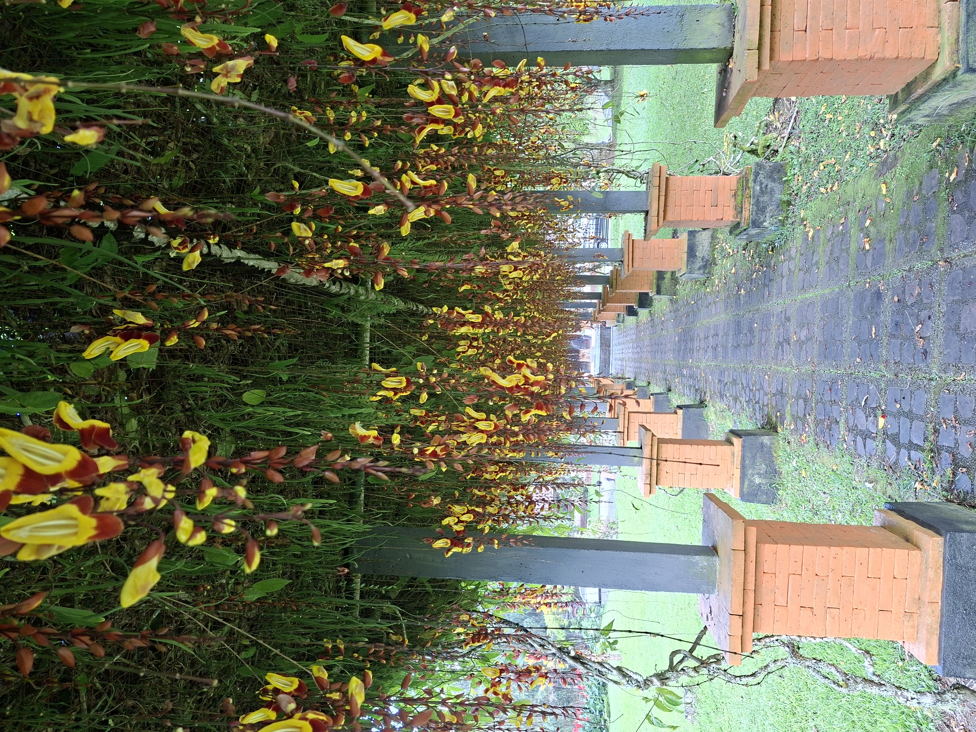 The image shows a path in a garden located in Baturiti, Indonesia. On either side of the path, rows of plants with red and yellow flowers grow along a series of concrete posts capped with orange bricks. The path is paved with dark gray cobblestones. Grass grows around the edges of the path, and some moss covers the stones.