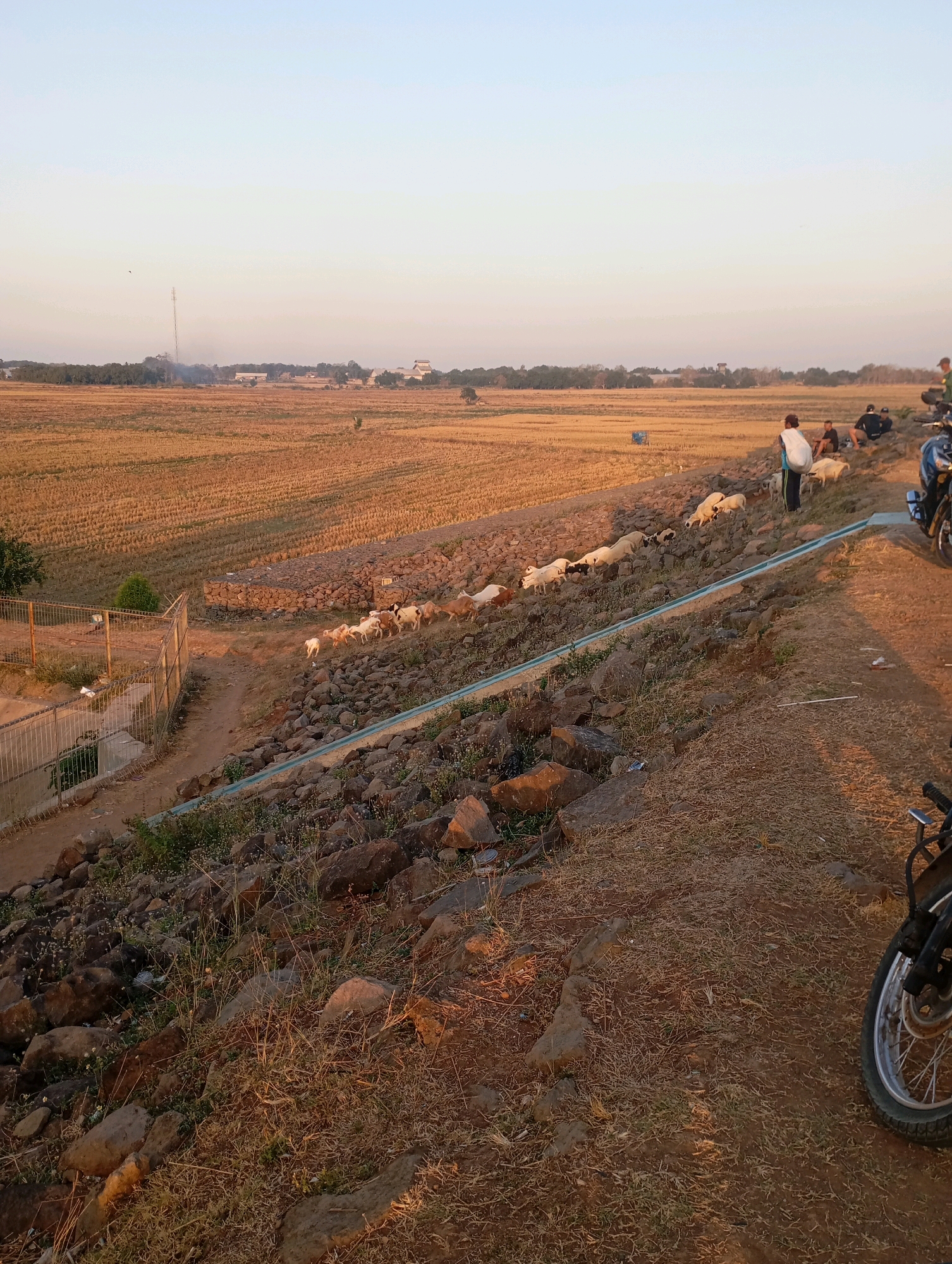 In Haurkolot, Indonesia, a group of people are seen herding a flock of goats on a rocky, grassy embankment at the edge of a harvested field. The field is a golden-brown expanse, suggesting it has recently been cleared of crops. A tall antenna structure is visible in the distance, alongside scattered buildings and trees. The sky is clear and pale blue, indicating it is either early morning or late afternoon. Several motorcycles are parked on the dirt path that runs along the top of the embankment. The scene depicts a rural, agrarian setting with human and animal activity.