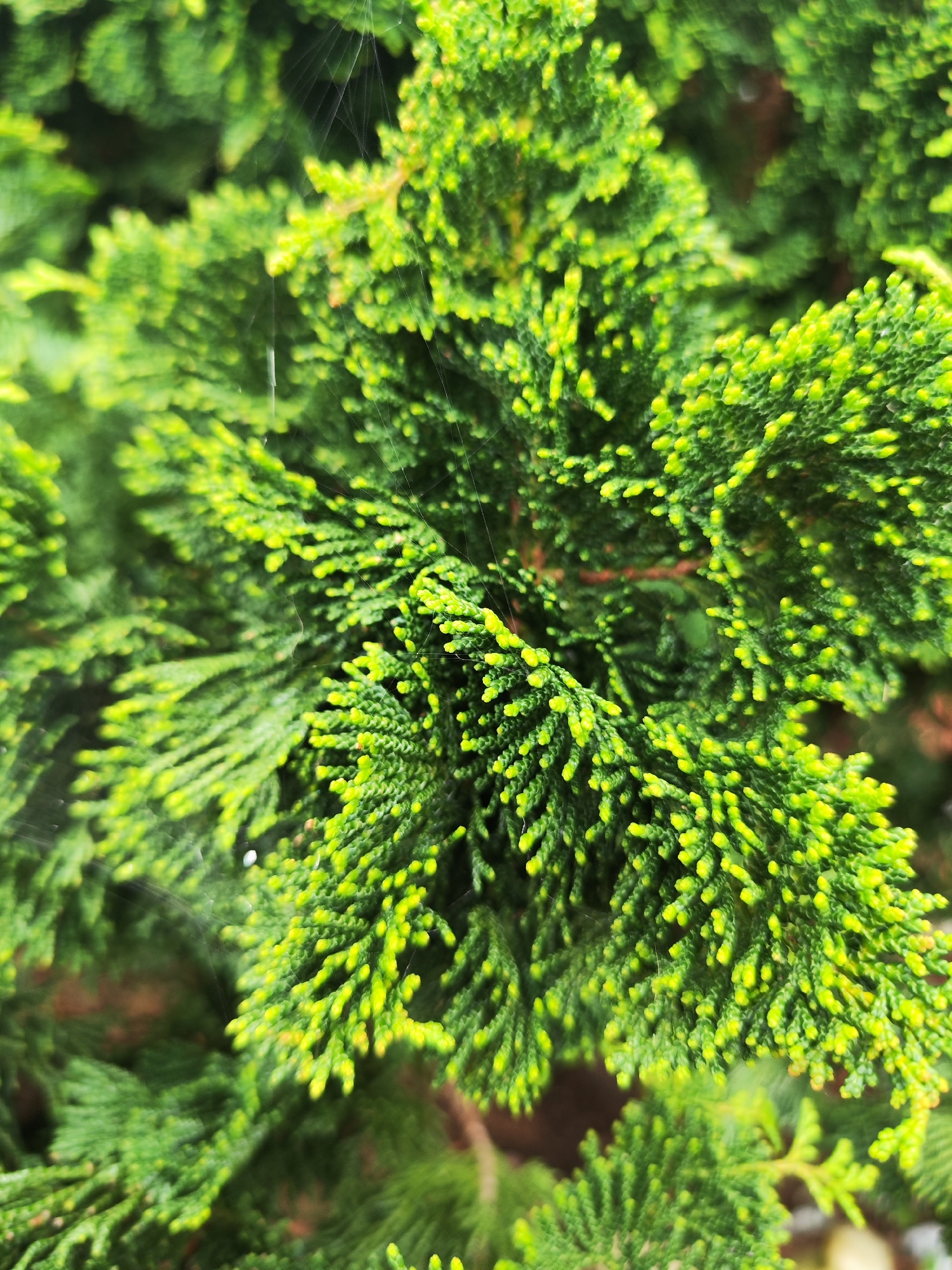 Close-up of green foliage, likely a small coniferous tree or shrub. There are faint spiderwebs visible in the upper left quadrant. No people or interactions are visible. The location of Ribeira Grande, Portugal, is contextual information, but not explicitly visible in the image.