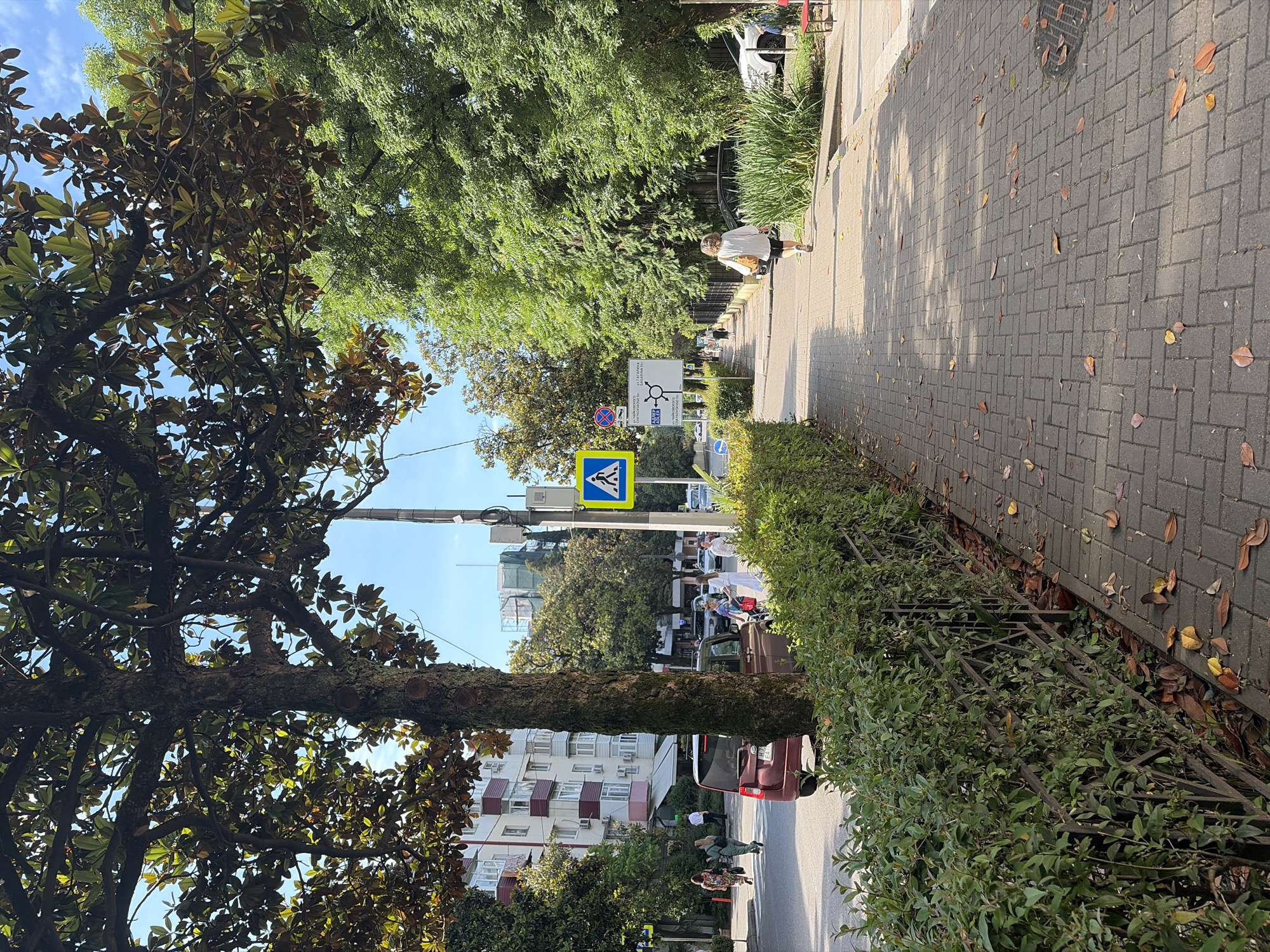 The image depicts a street scene in Sochi, Russia. A tree with broad leaves partially obscures the view of a building with light-colored walls and red accents. A red car is parked on the street, and a pedestrian crossing is visible. A woman in a white top and dark pants walks away from the camera on a brick sidewalk. A lush green hedge lines the sidewalk, and fallen leaves are scattered across the pavement. Trees with dense green foliage line the opposite side of the street. A pedestrian crossing sign and a directional sign with Russian text are also visible.